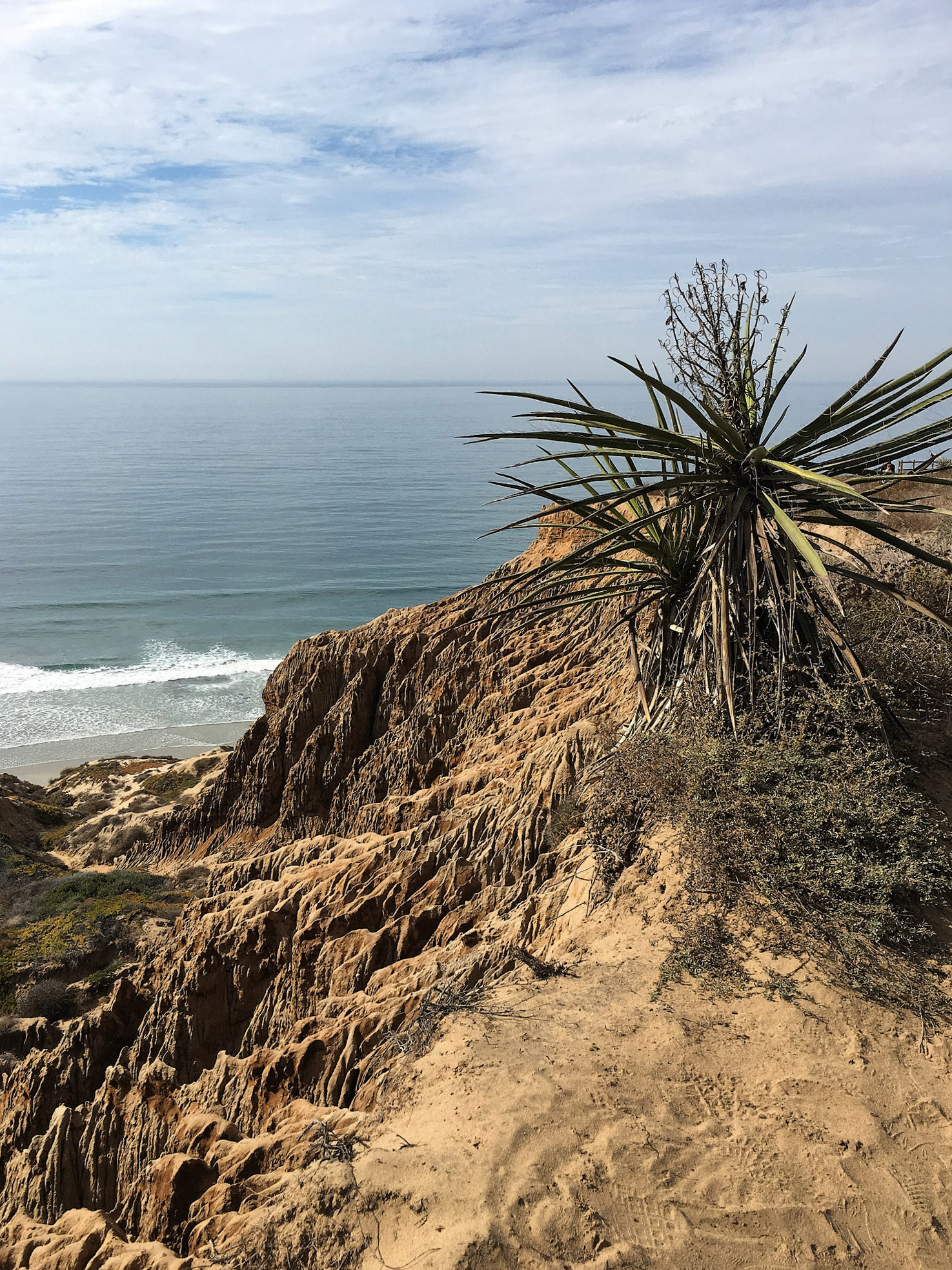 A yucca ar Razor Point, Torrey Pines State Reserve