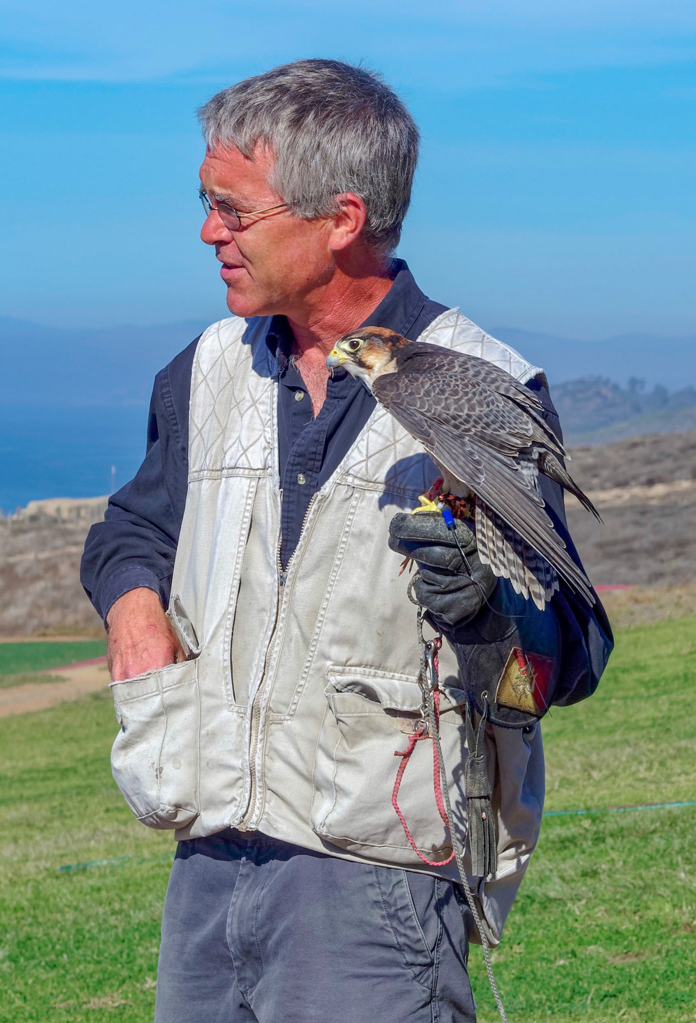 Falconer with peregrine falcon at Torrey Pines Glider Port