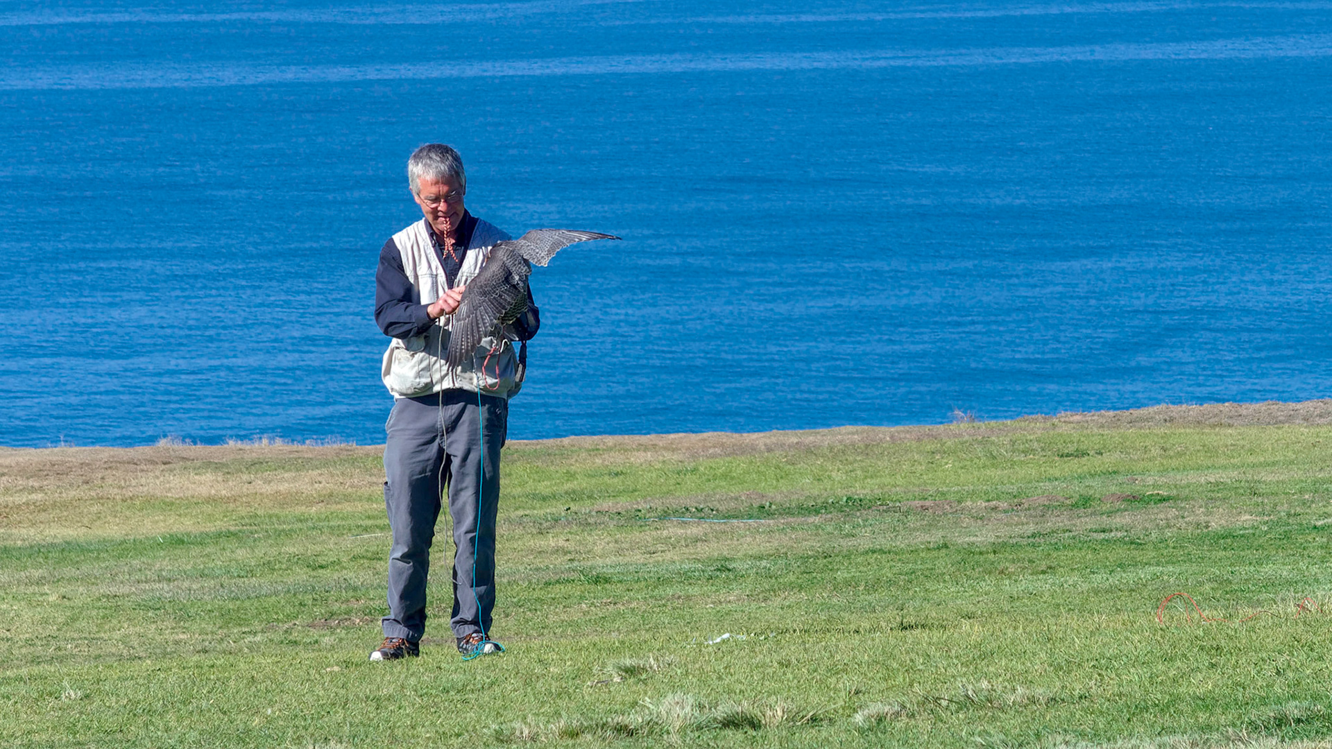 Falconer with peregrine falcon at Torrey Pines Glider Port