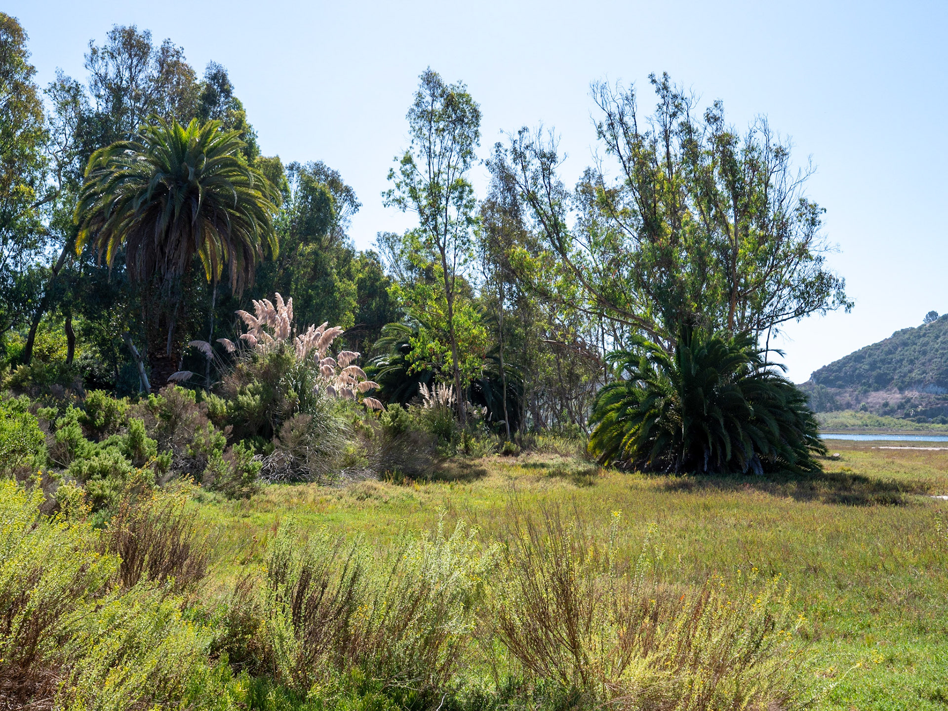 Walk on Batiquitos Lagoon Trail
