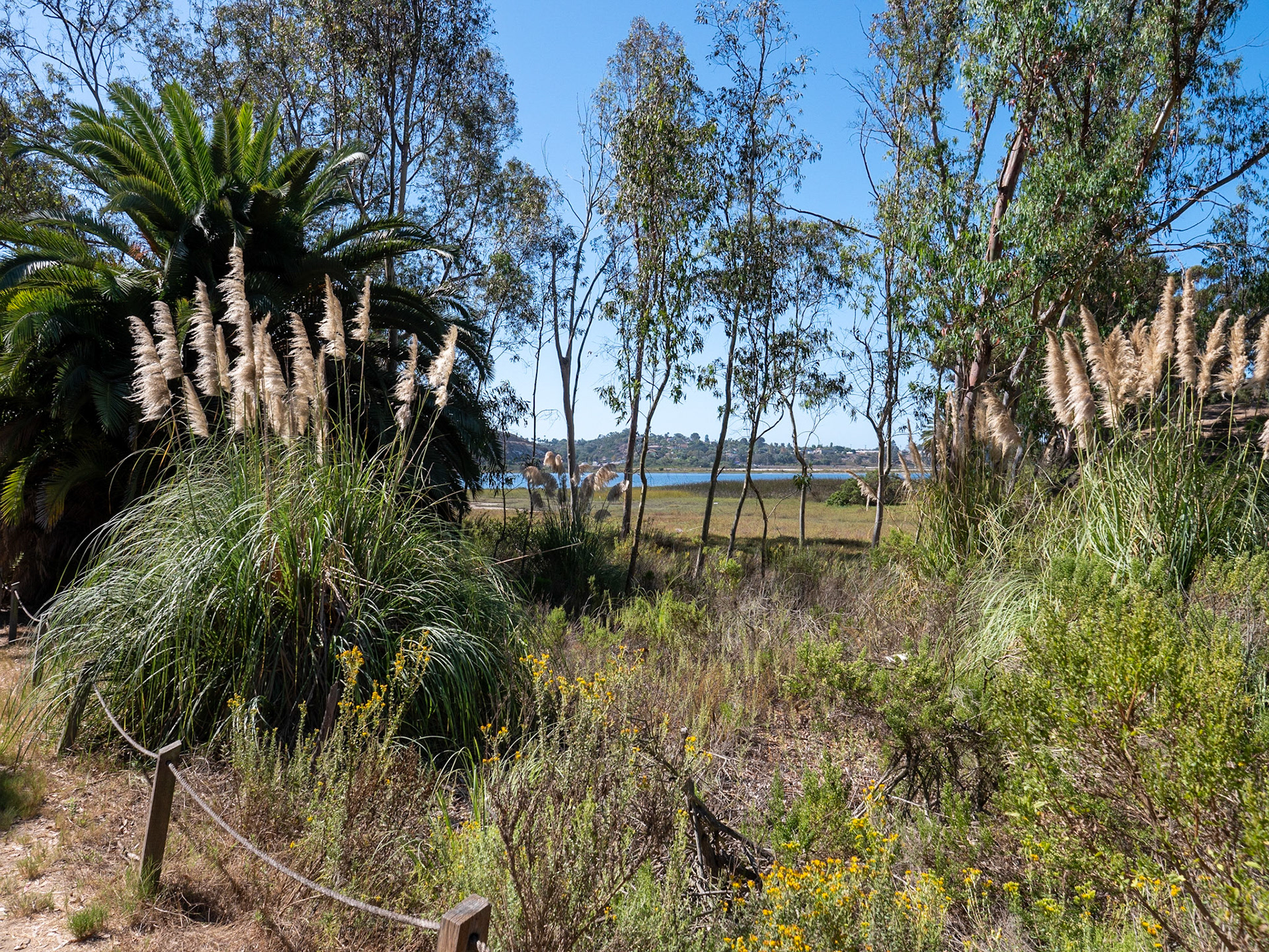 Walk on Batiquitos Lagoon Trail