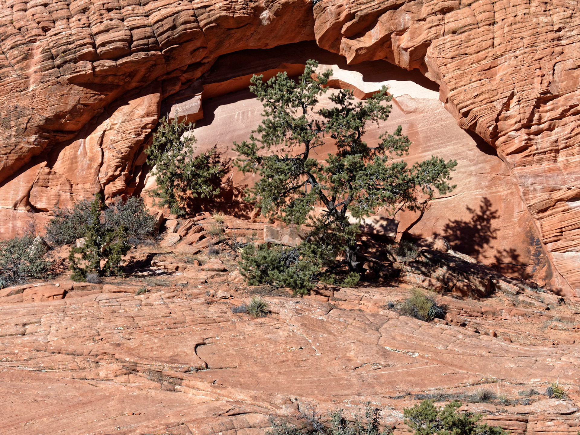 Further up the main valley is a juniper almost perfectly framed by a blind arch in the sandstone cliff.
