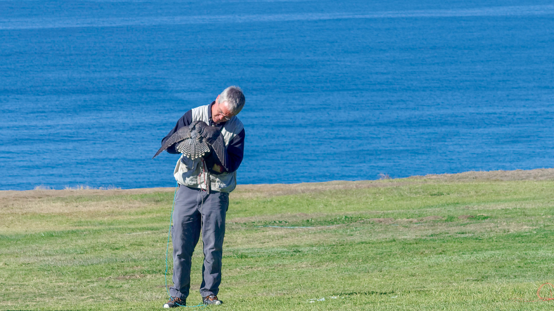 Falconer with peregrine falcon at Torrey Pines Glider Port