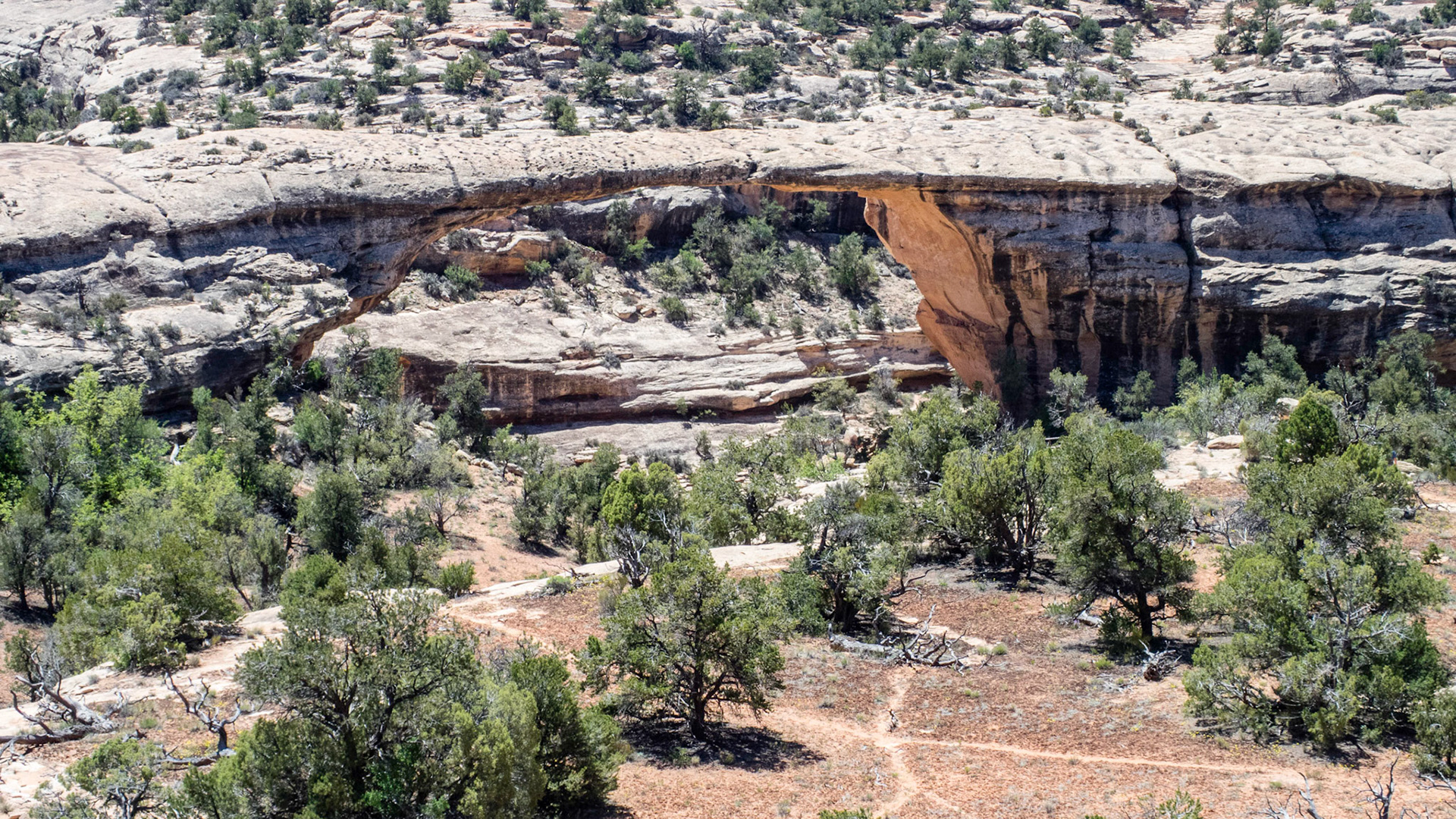 Owachomo Bridge, in Natural Bridges National Monument.