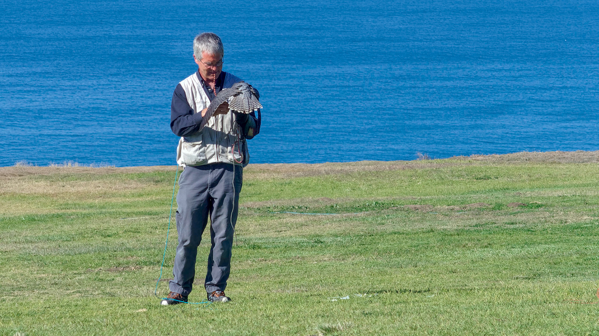 Falconer with peregrine falcon at Torrey Pines Glider Port