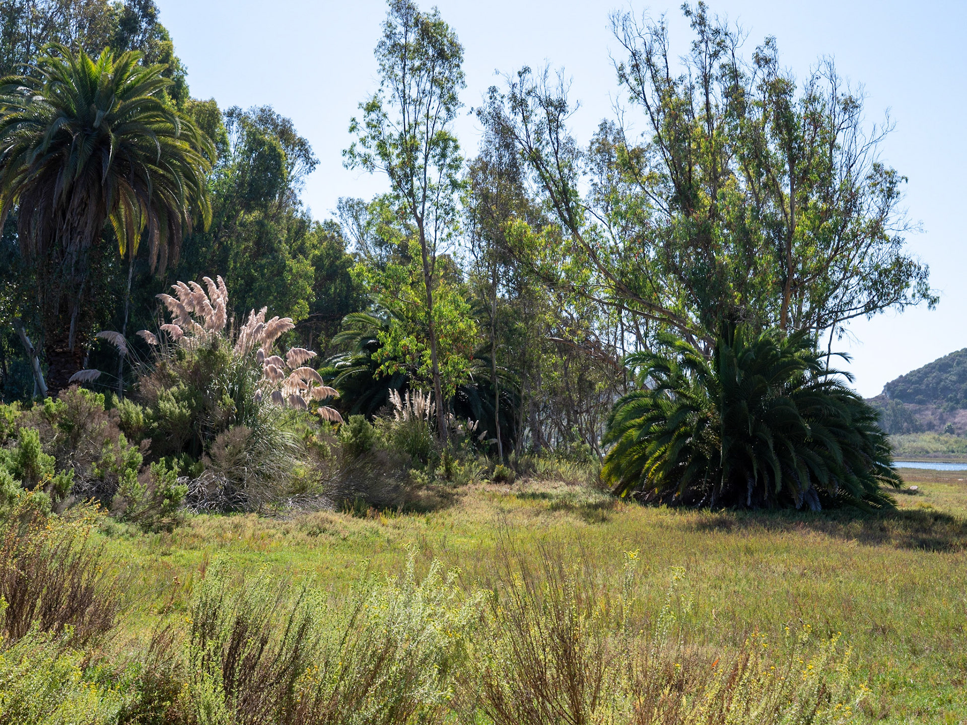 Walk on Batiquitos Lagoon Trail
