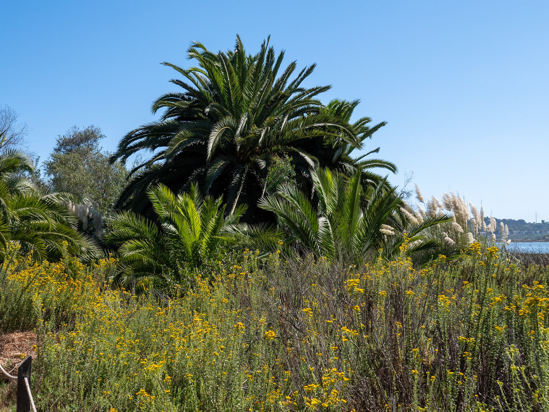Walk on Batiquitos Lagoon Trail