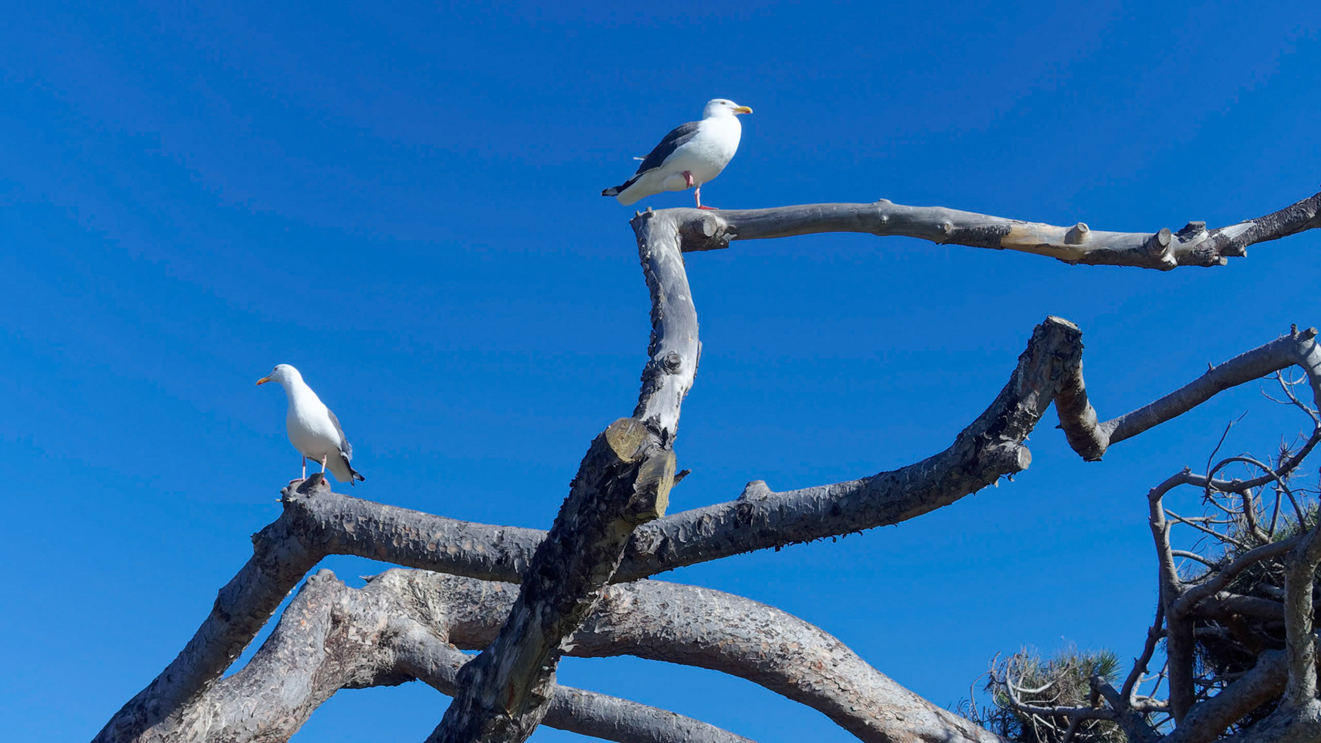 Gulls at Kellogg Park, La Jolla Shores
