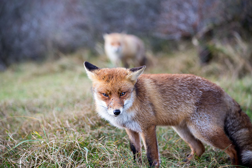 Natuurfotografie