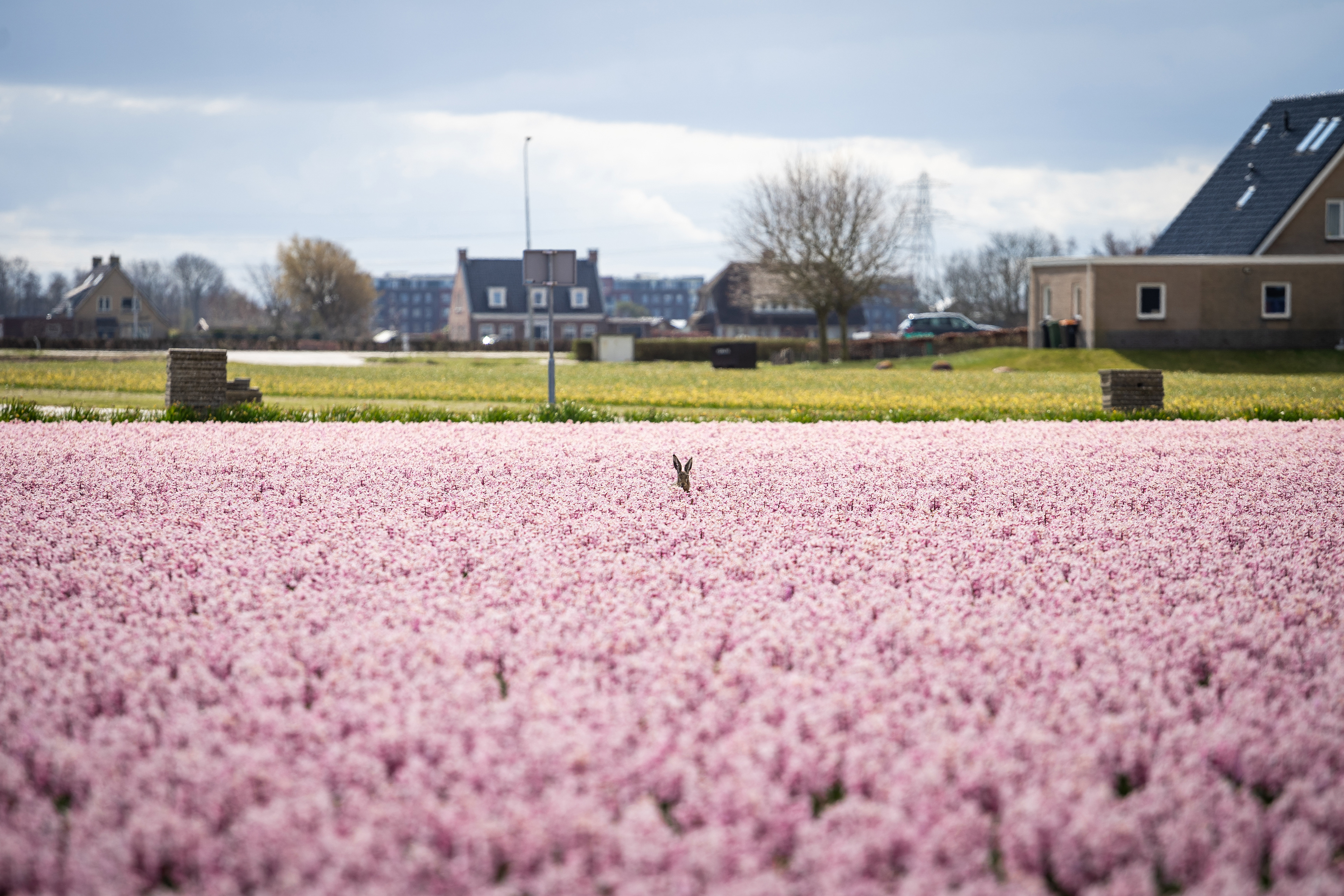 Bollenstreek