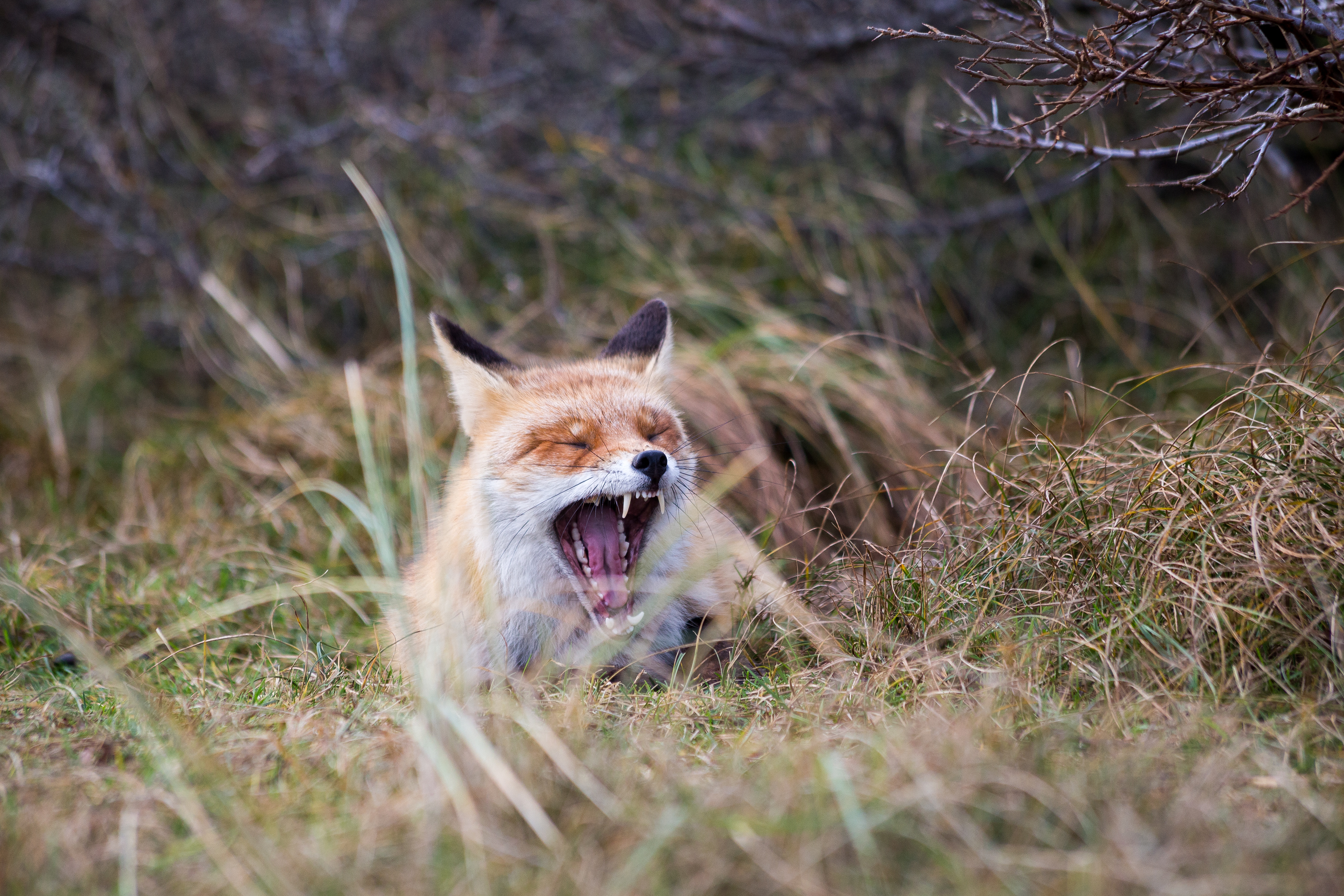 Natuurfotografie