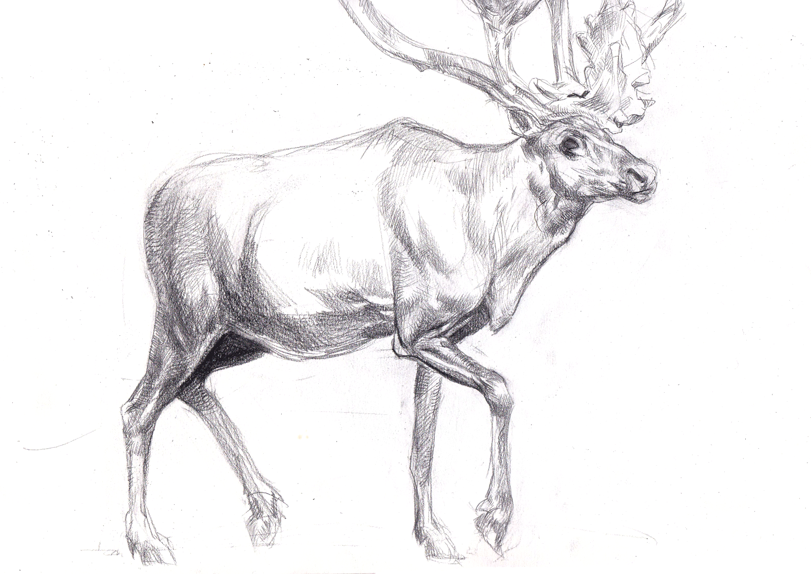 Animal Anatomy Study, pencil, A4, 2020
