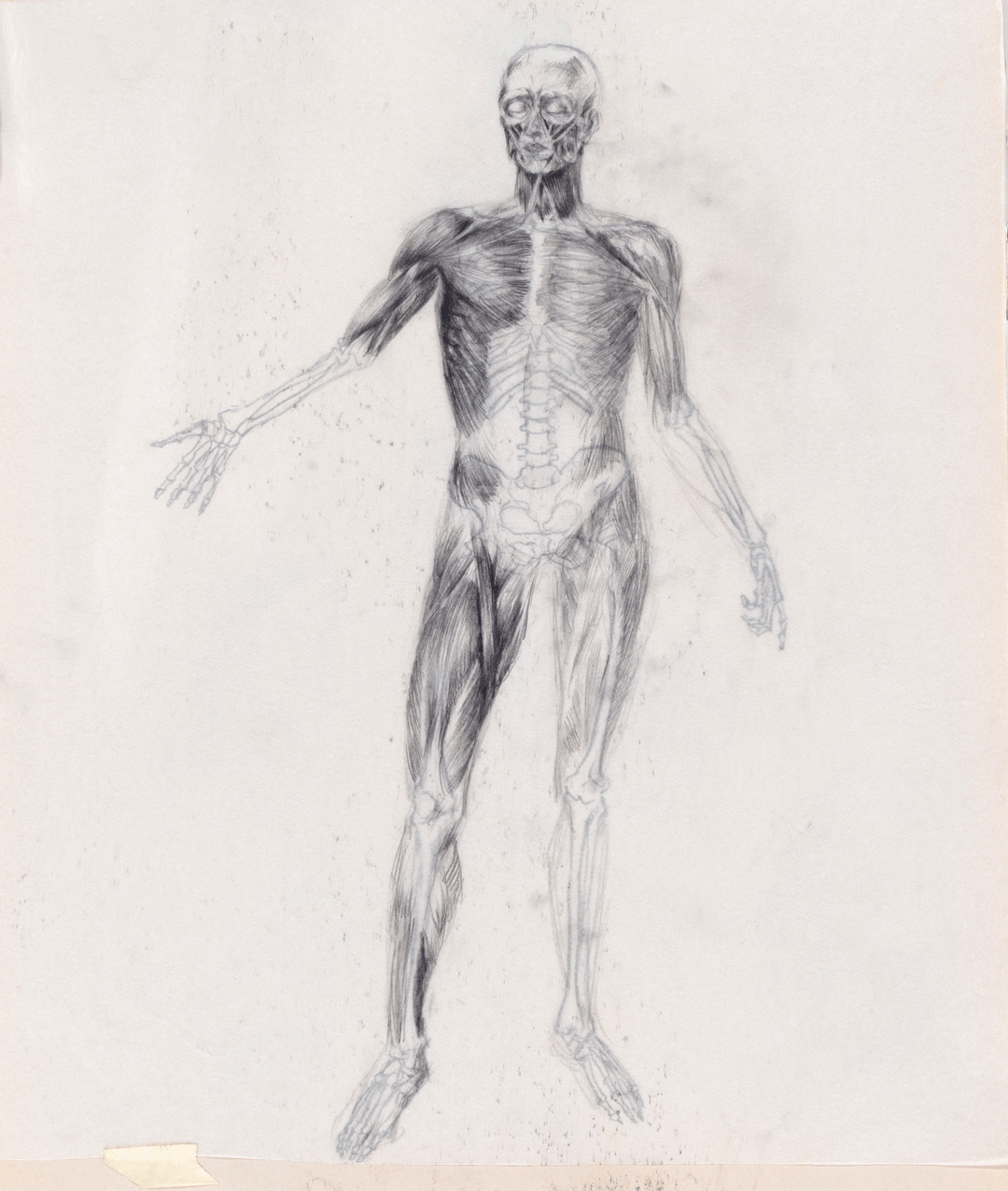 Anatomy Study, pencil, 18"x24", 2018