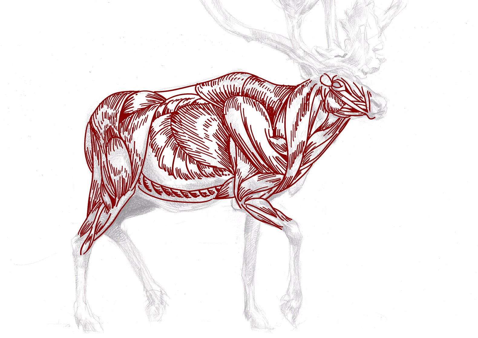 Animal Anatomy Study, digital, A4, 2020
