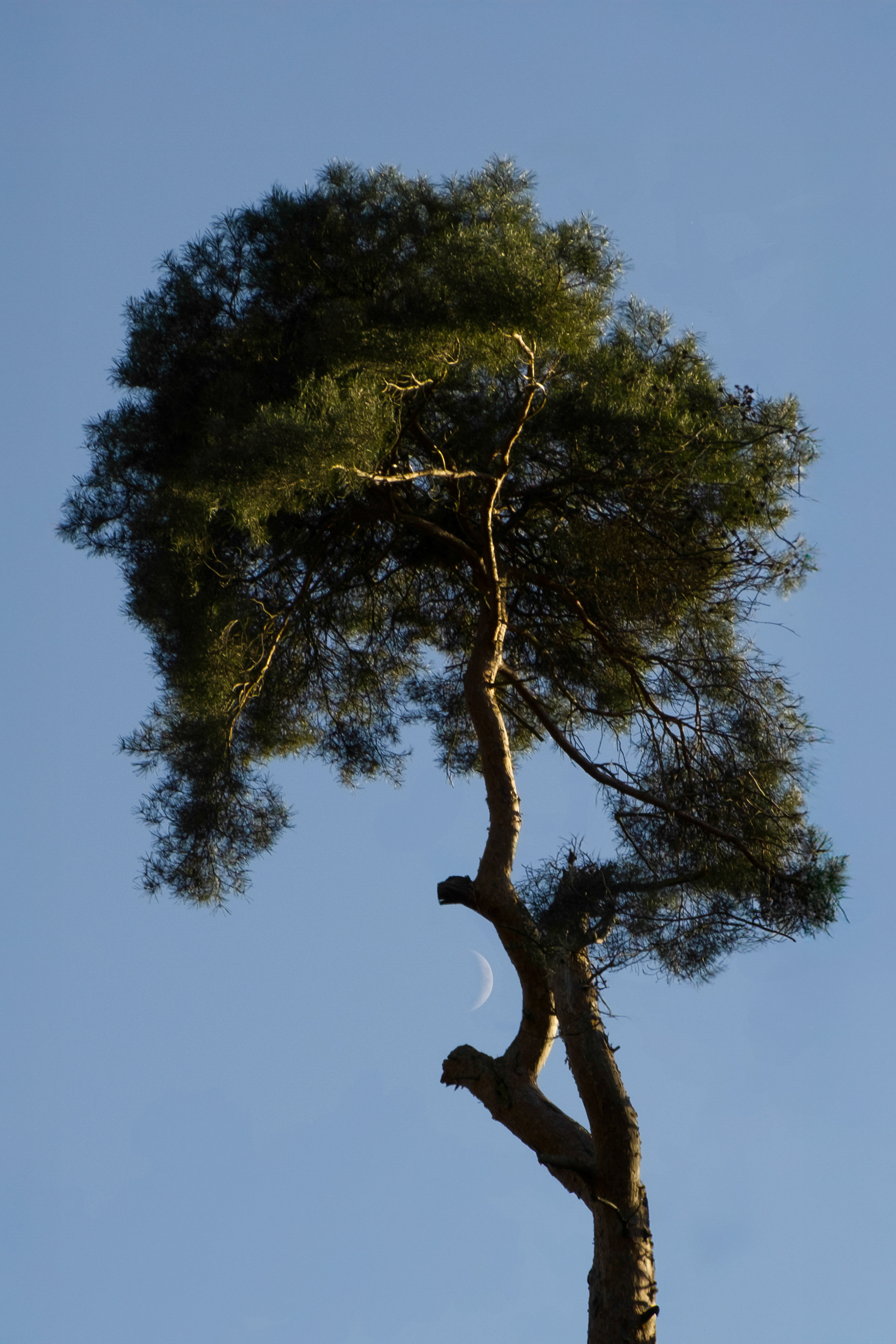 Frauenstein
