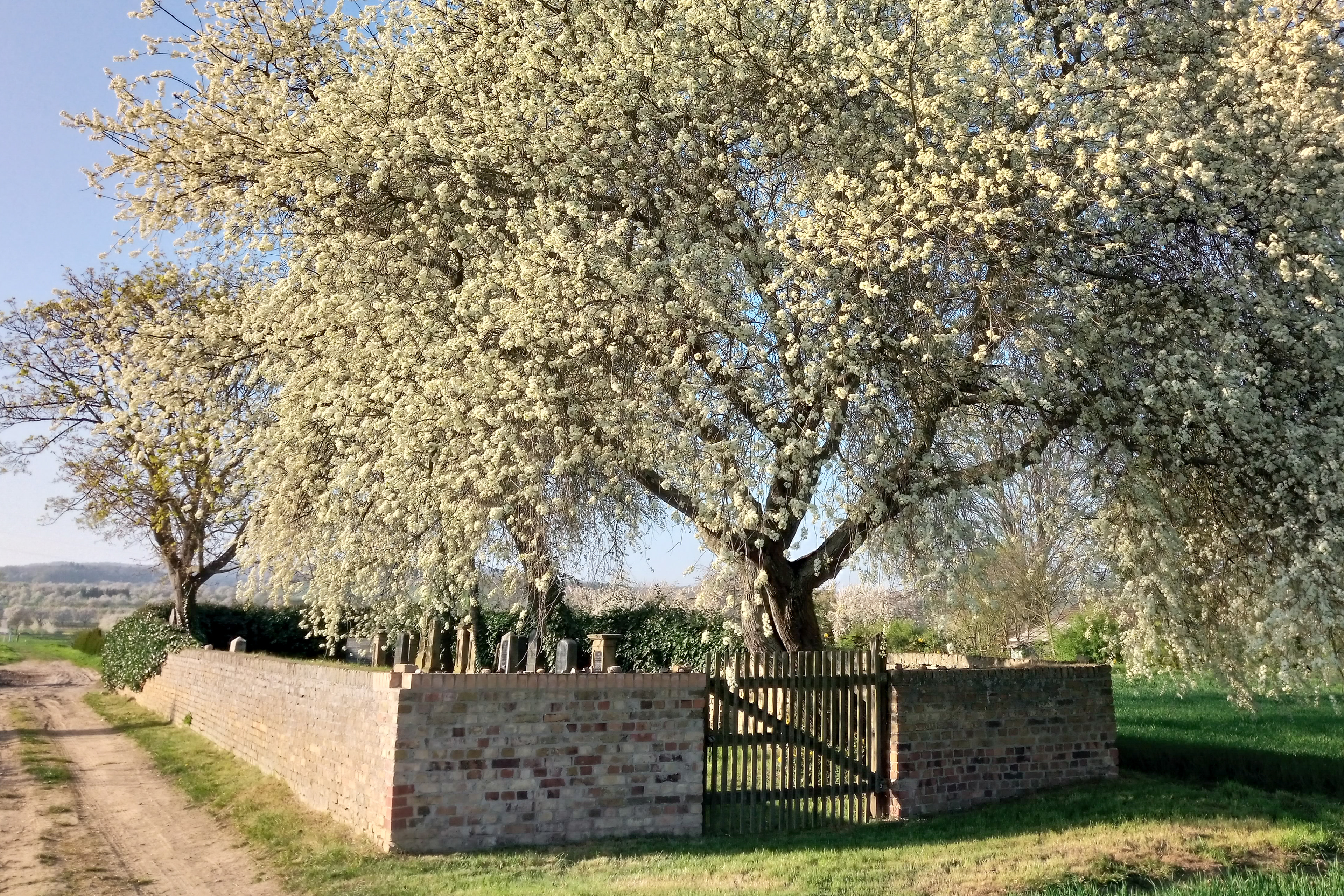 Walluf