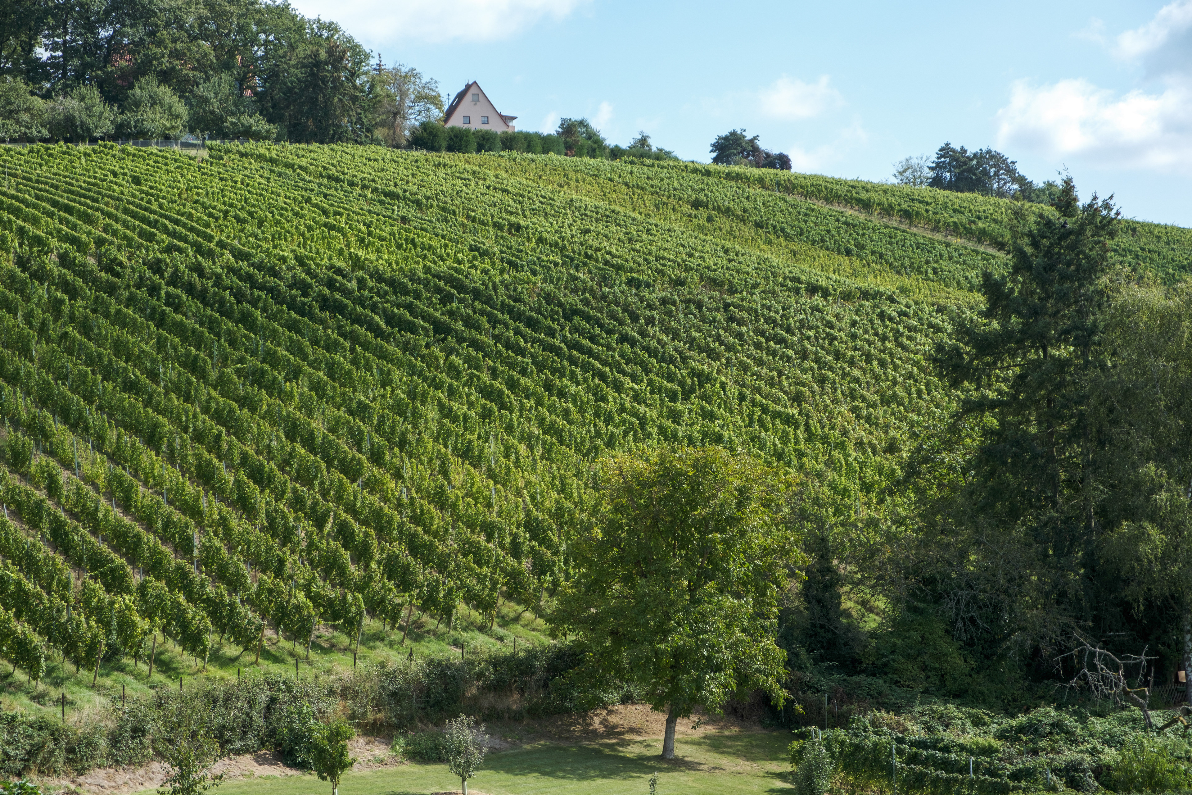 Frauenstein