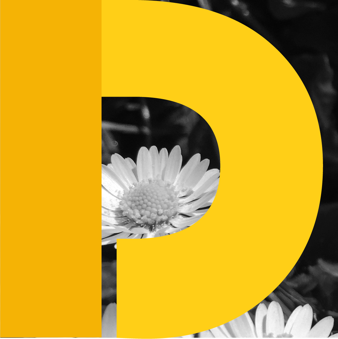 D is for Daisies in the Spring