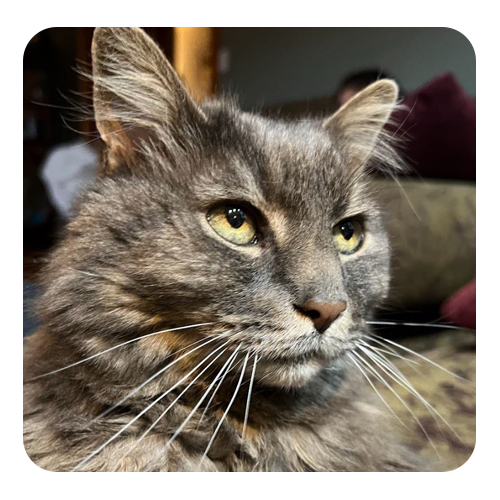Mowgli