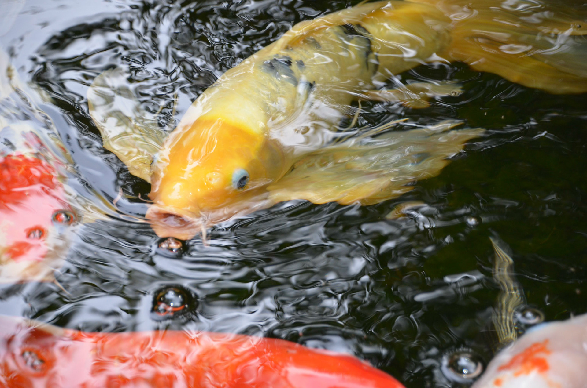 Selby Botanical Gardens