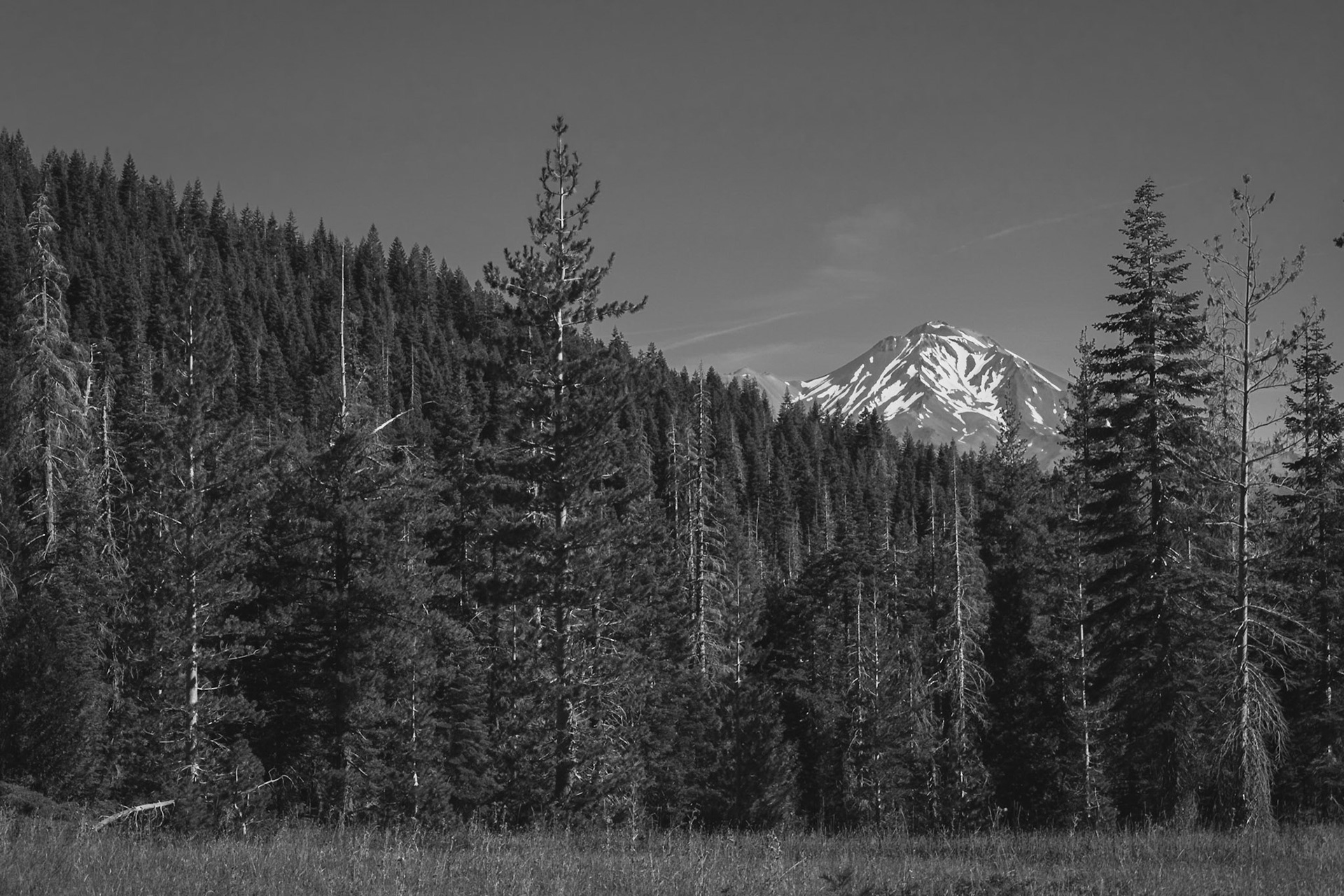Mt. Lassen behind forest