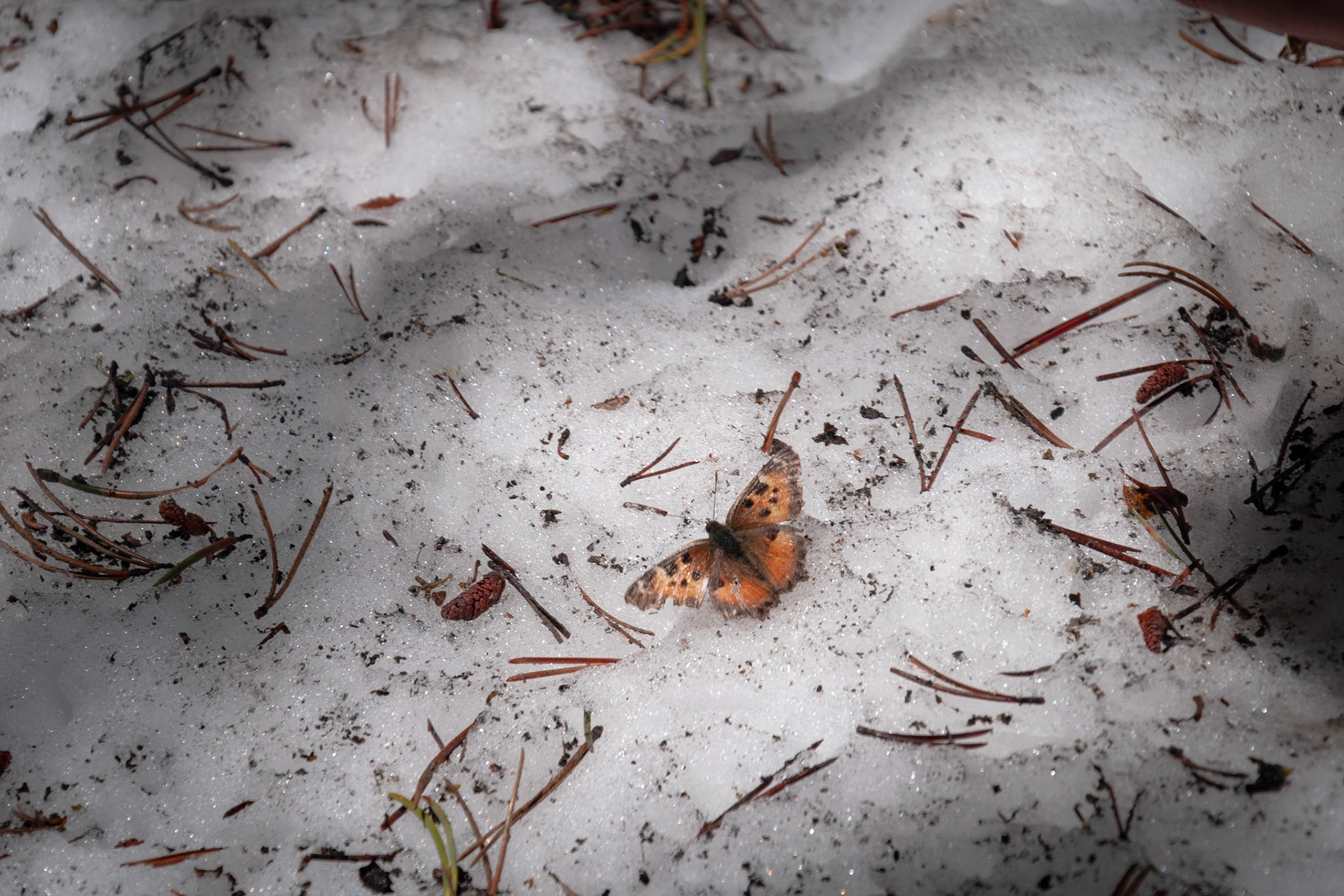 Butterfly in snow at Mt. Lassen