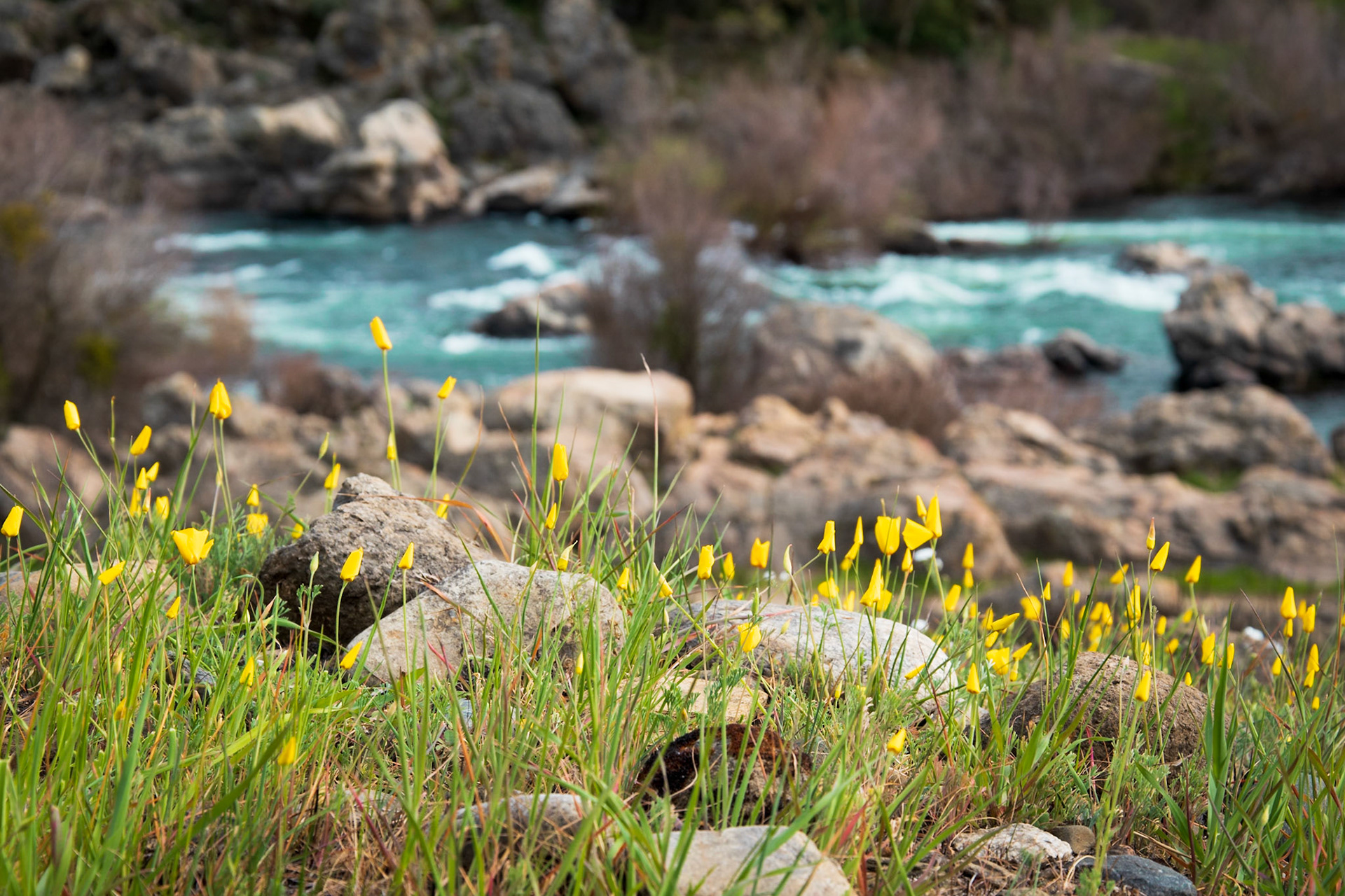 Poppies at Knights Ferry