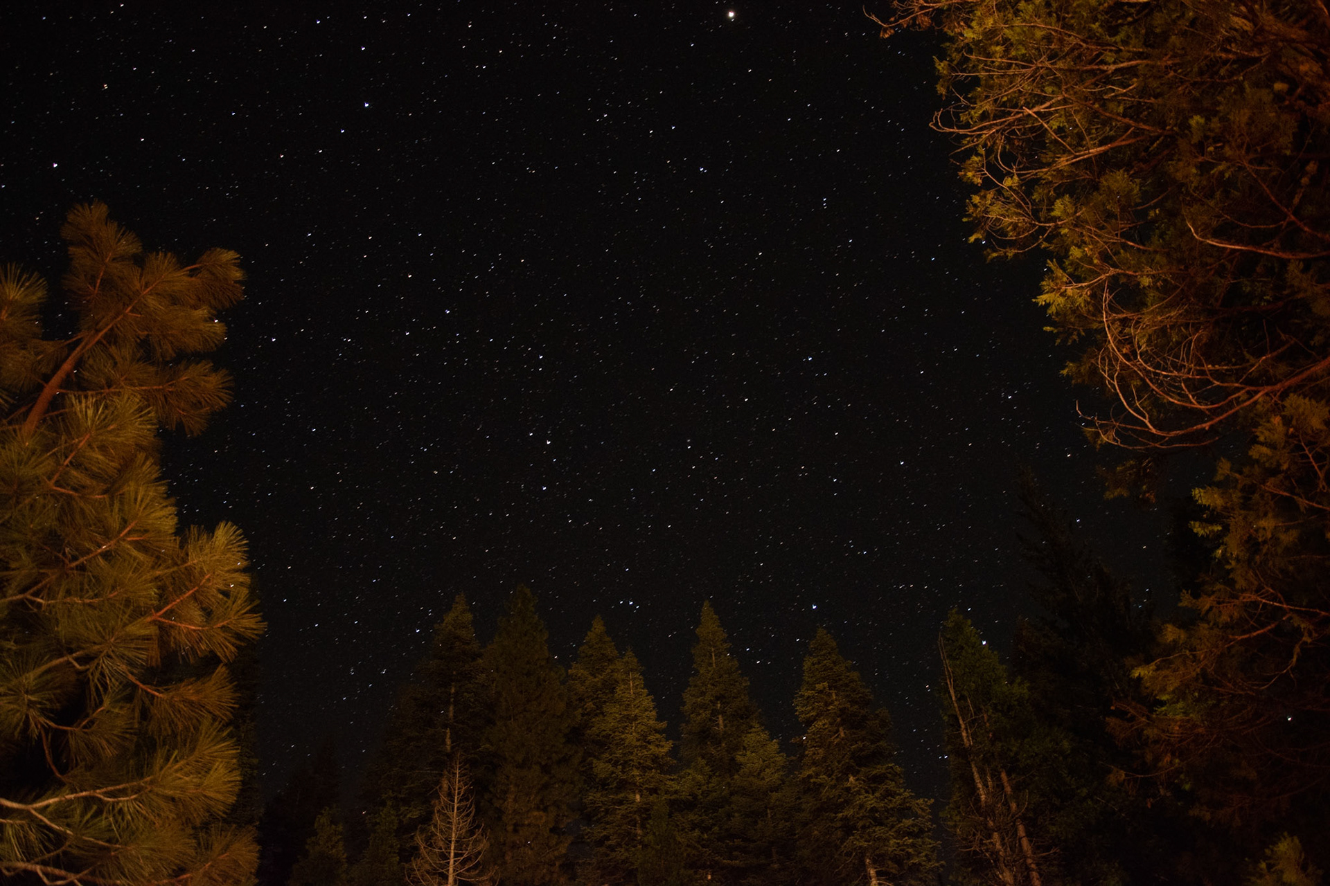 Starry sky above fire-lit trees