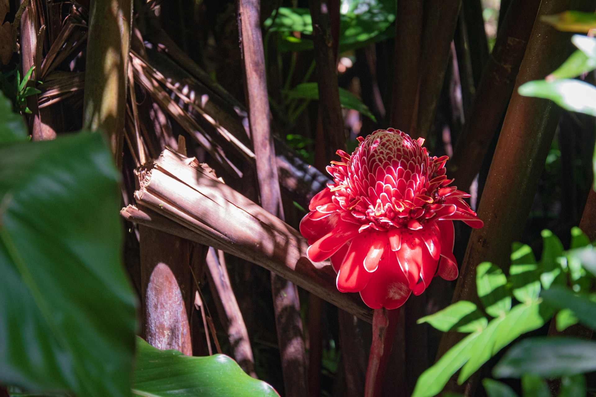 Tropical flower in Maui