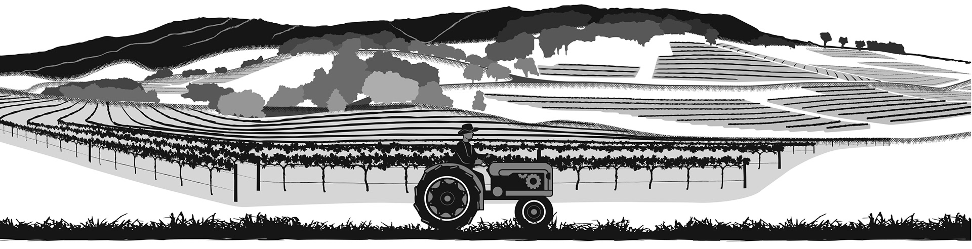 Digital Vineyard Illustration
