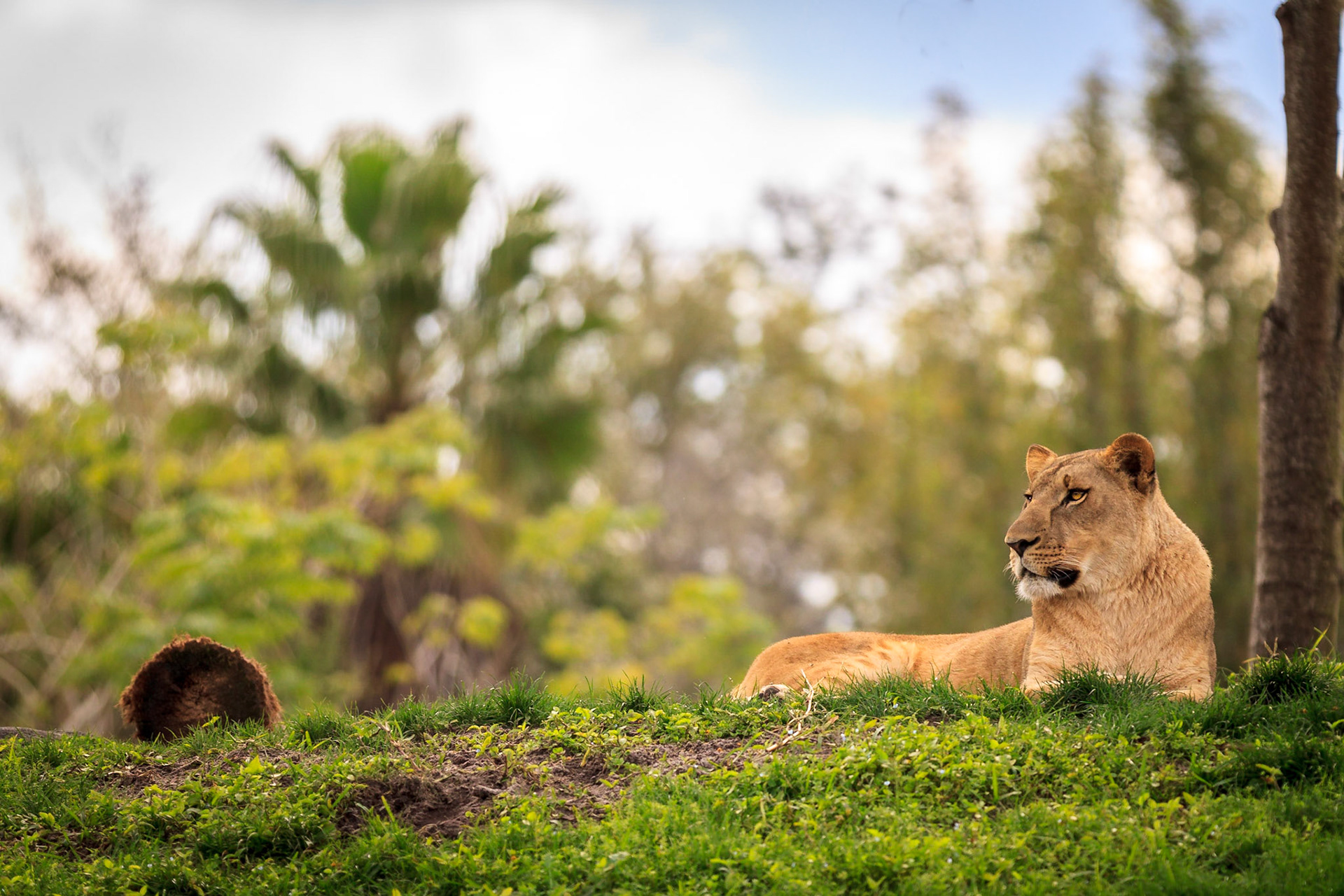 Animal Kingdom, http://www.fb.com/GeekFoto http://www.roblesmaloof.com