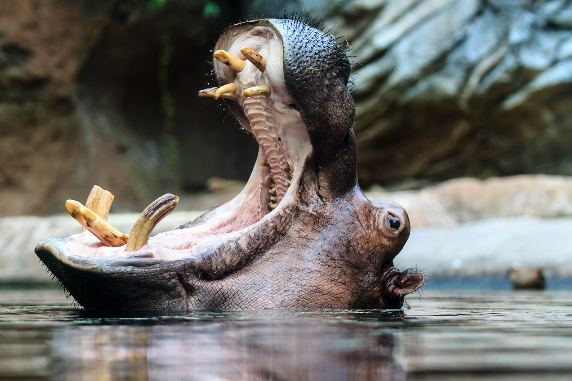 Animal Kingdom, http://www.fb.com/GeekFoto http://www.roblesmaloof.com