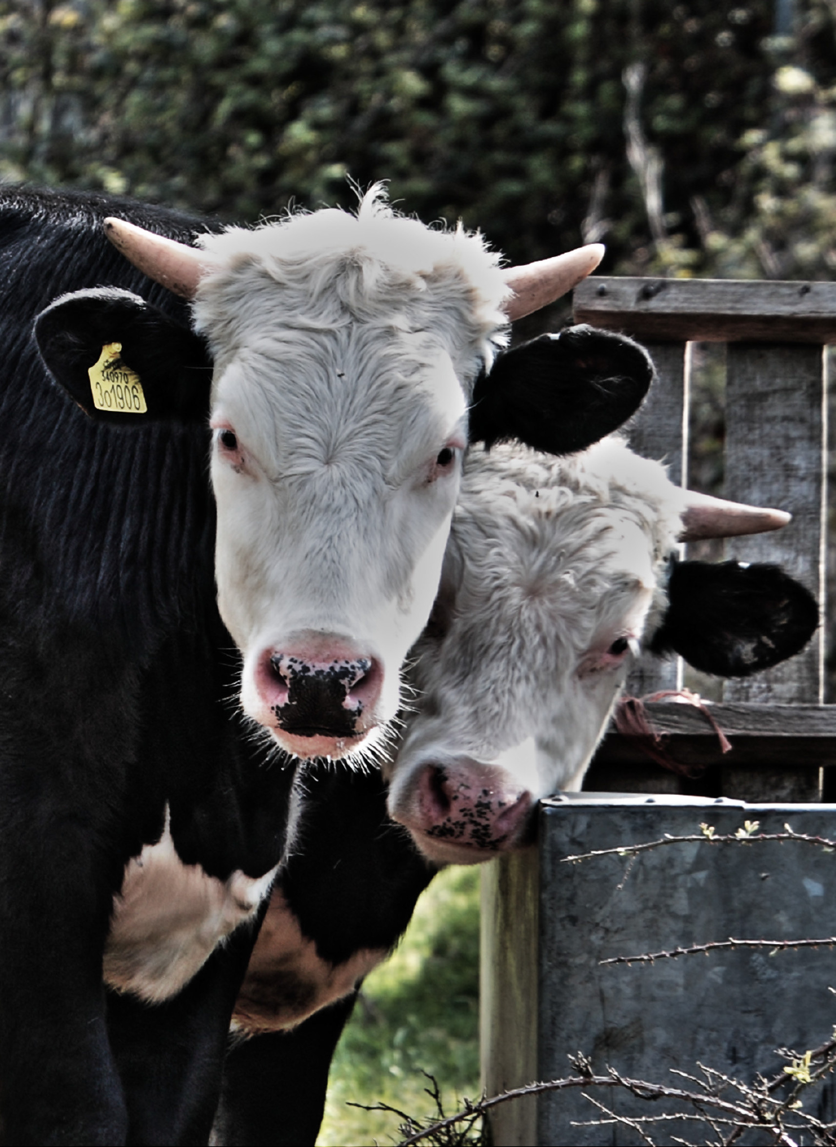 Interested Moos. Out and about.