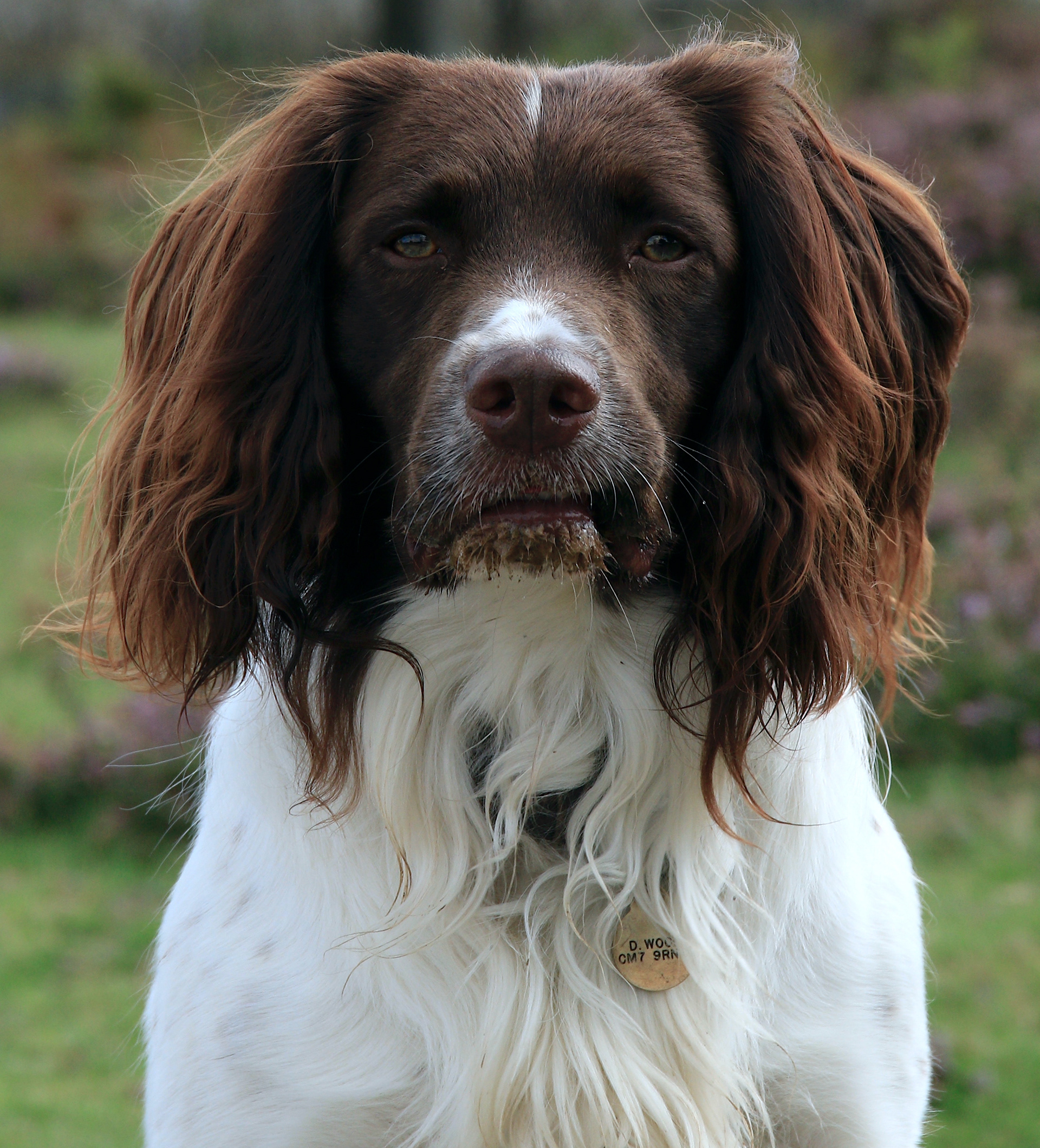 Taken in the New Forset