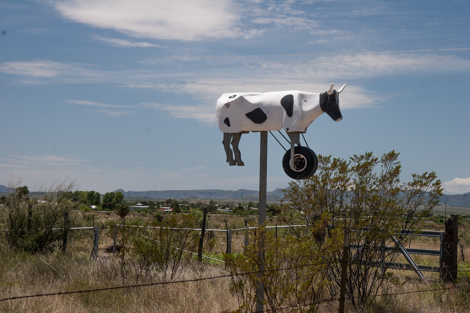 Rollin' Rollin' Rollin', Keep them Dogies Rollin'  | Marathon, Texas