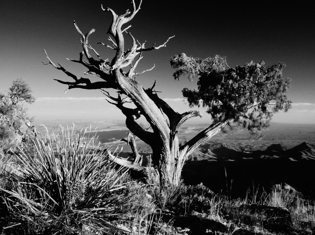 Bristlecone Pine | South Rim Big Bend, Texas
