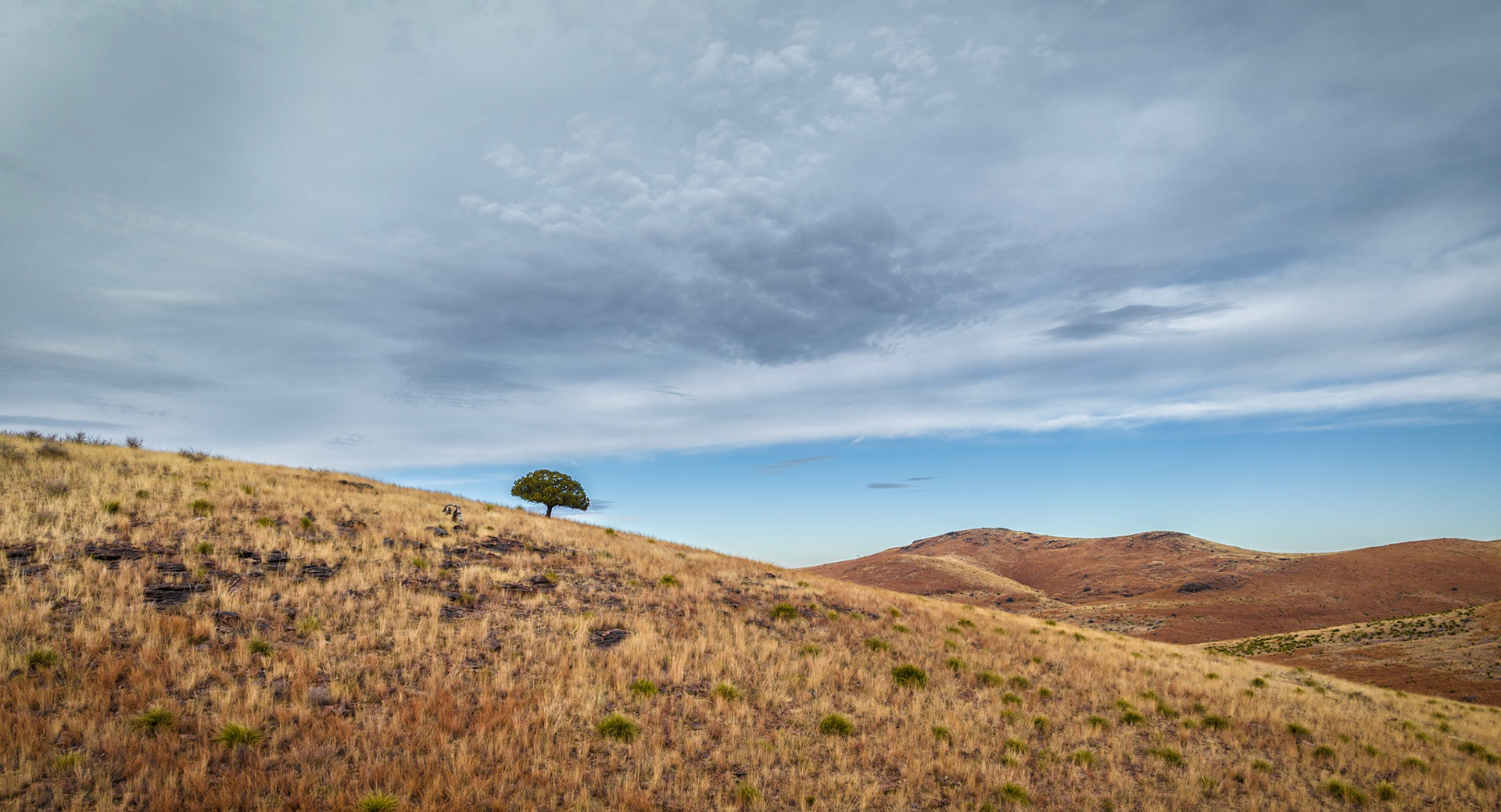 Lone Tree | Fort Davis, Texas