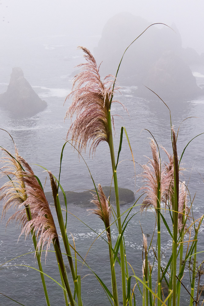 Sea Oats and Sea Stacks | Northern California