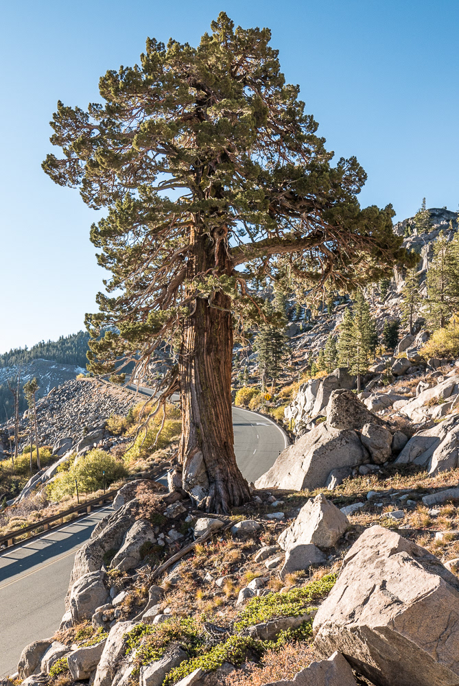 Mighty Survivor | Lake Tahoe, Califorhnia