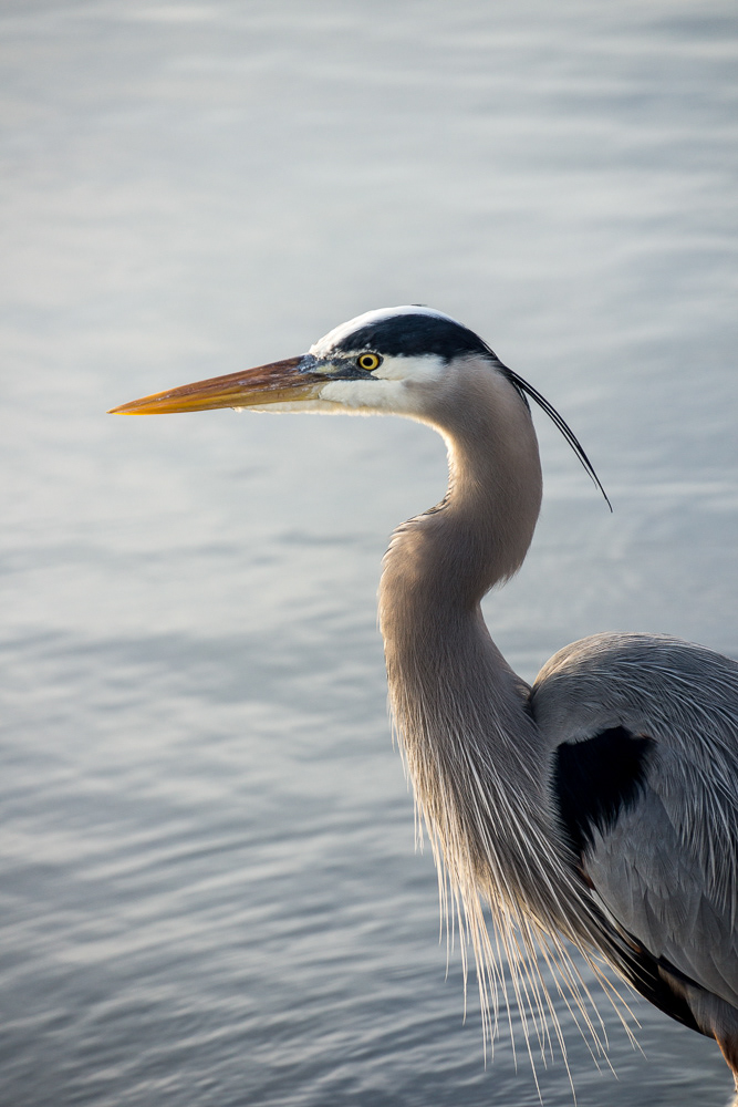 Great Blue Heron | Rockport, Texas