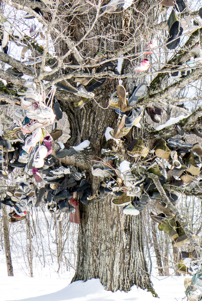 'The Shoe Tree' ~ Houlton, Maine