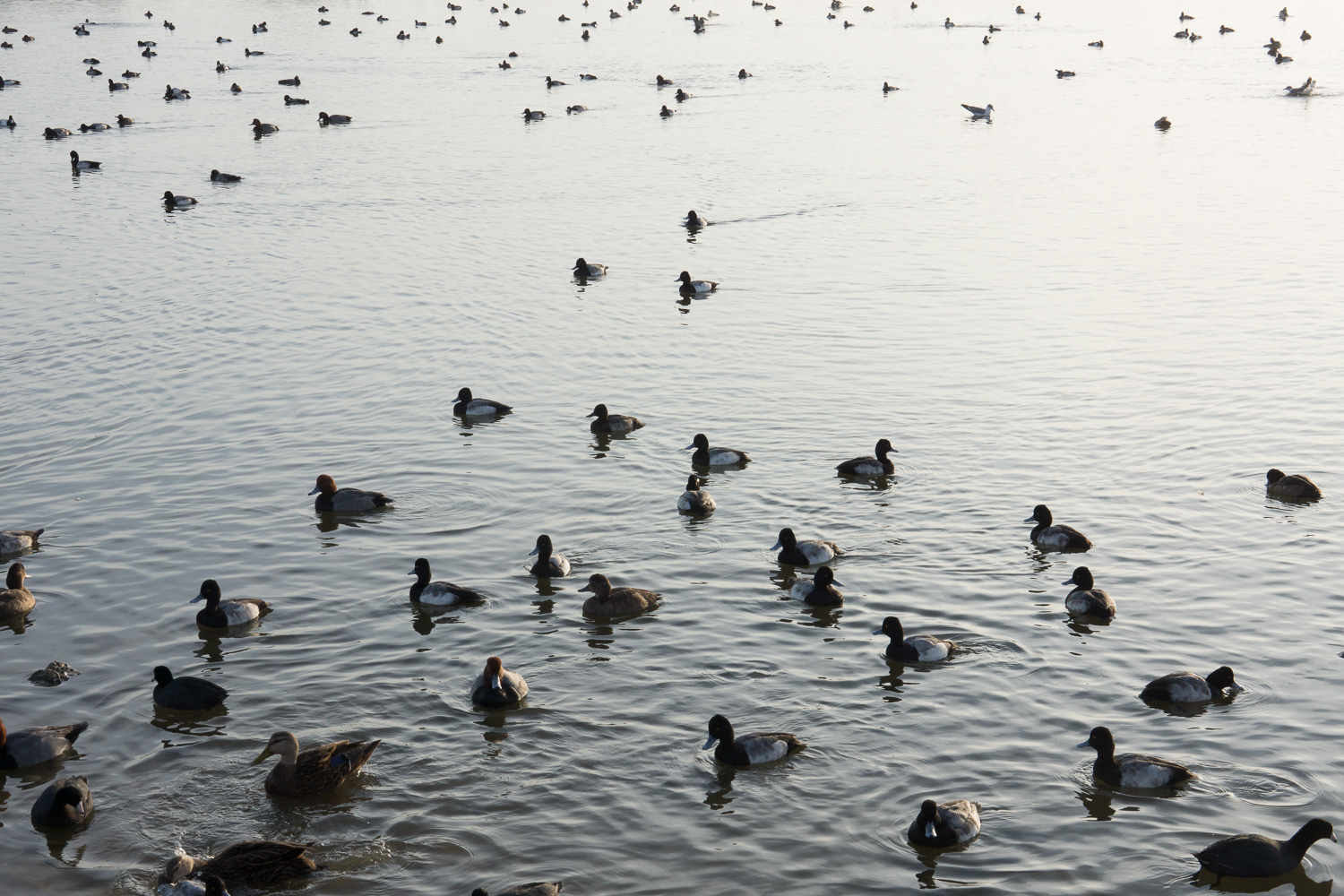 Ducks, Ducks and Ducks | Rockport, Texas