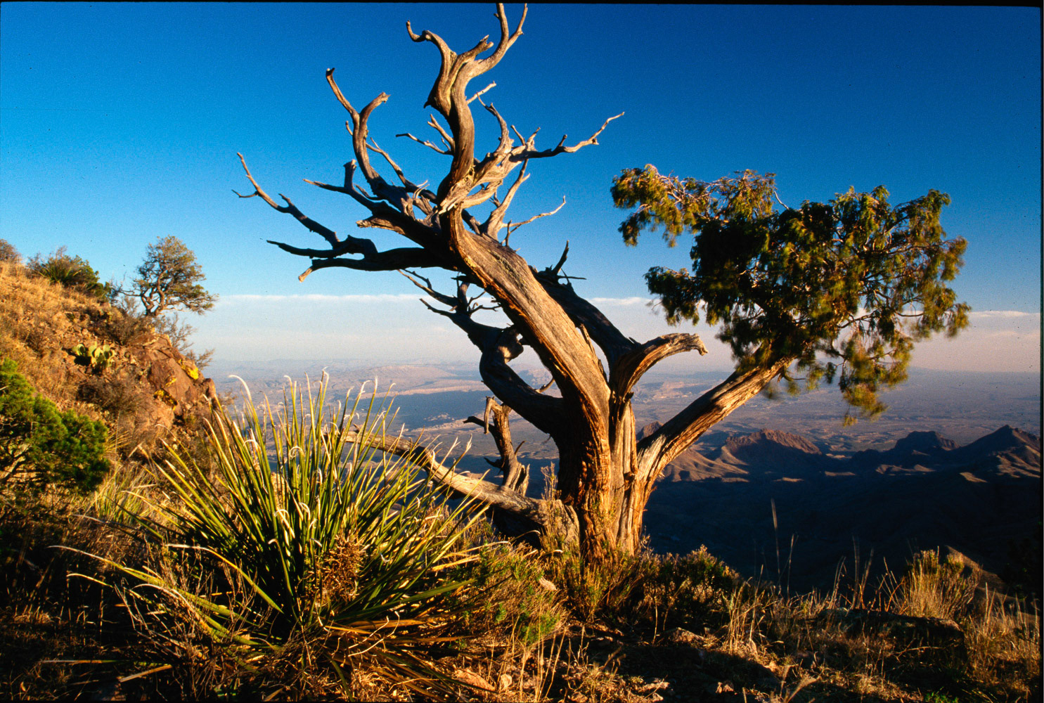 Bristlecone Pine | South Rim, Big Bend, Texas