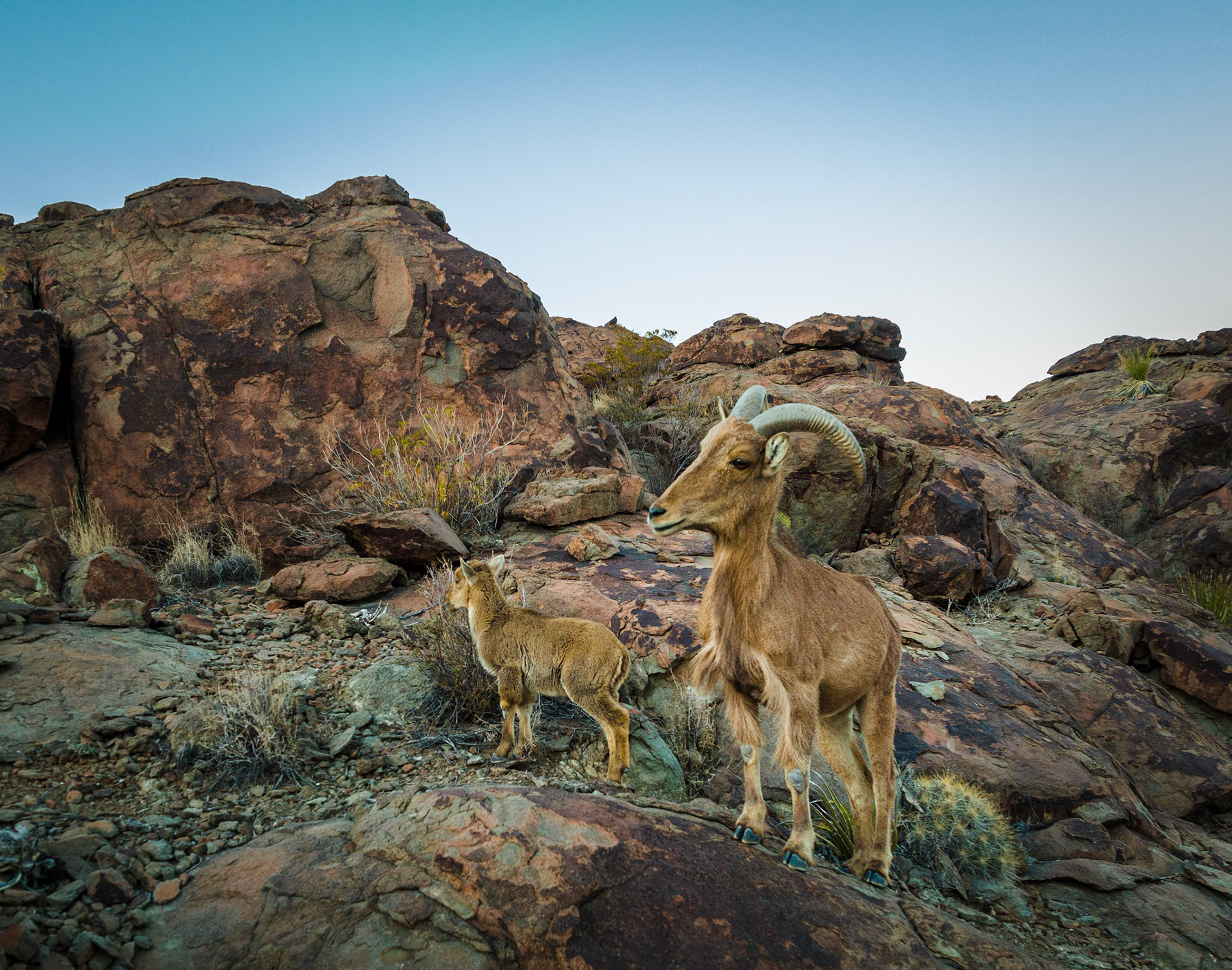 Big Bend Aoudad