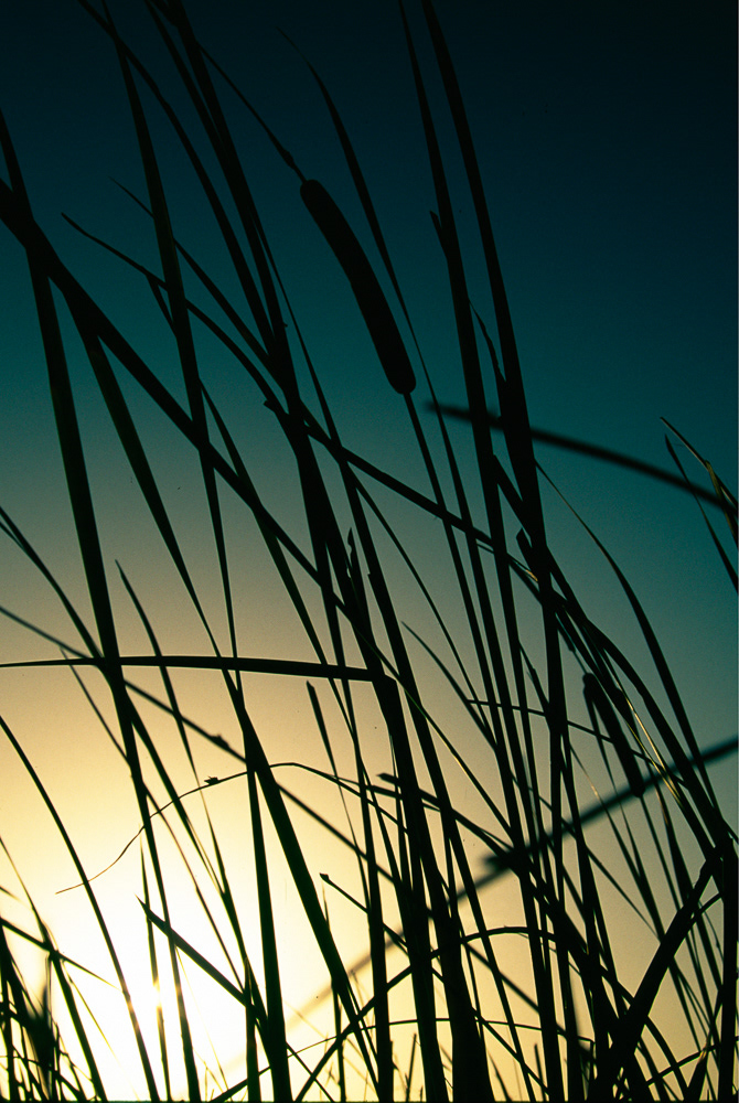Sea Oats | S. Padere Island, Texas