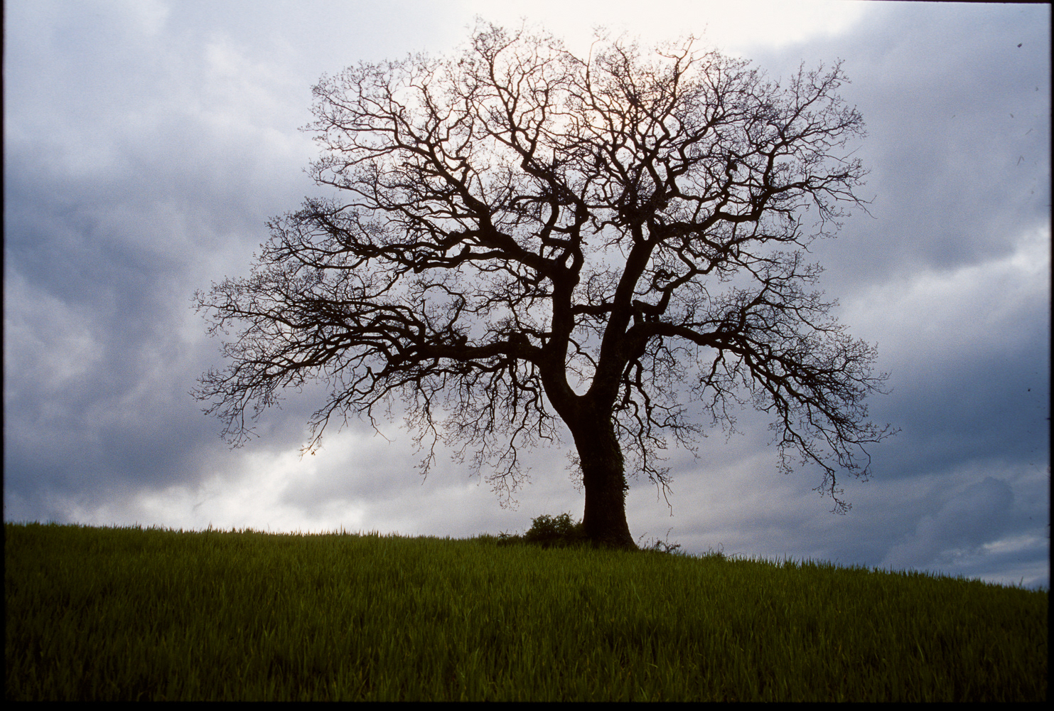 Tuscan Oak | Tuscany, Italy