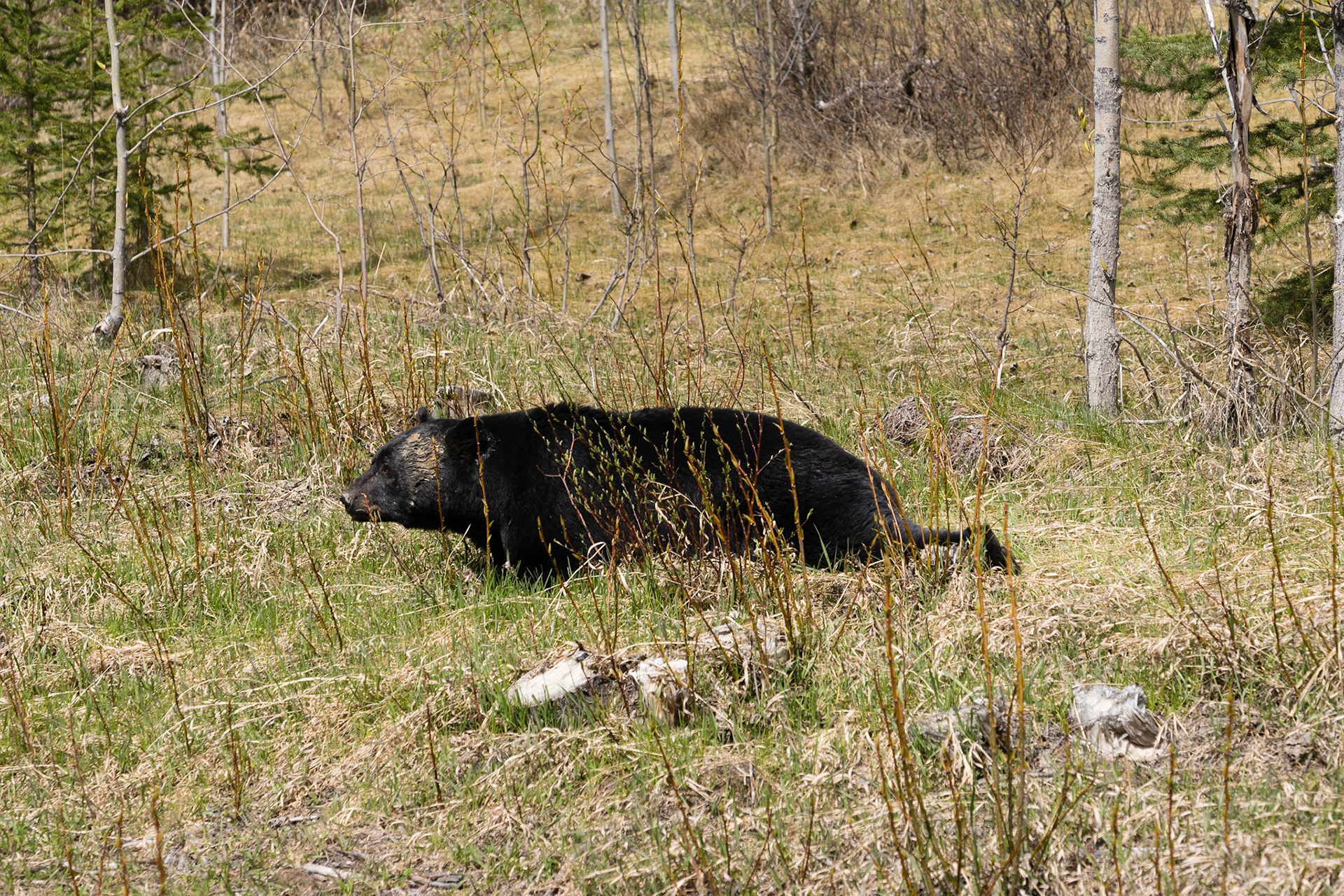 Black bear, Icefield Parkway, AB