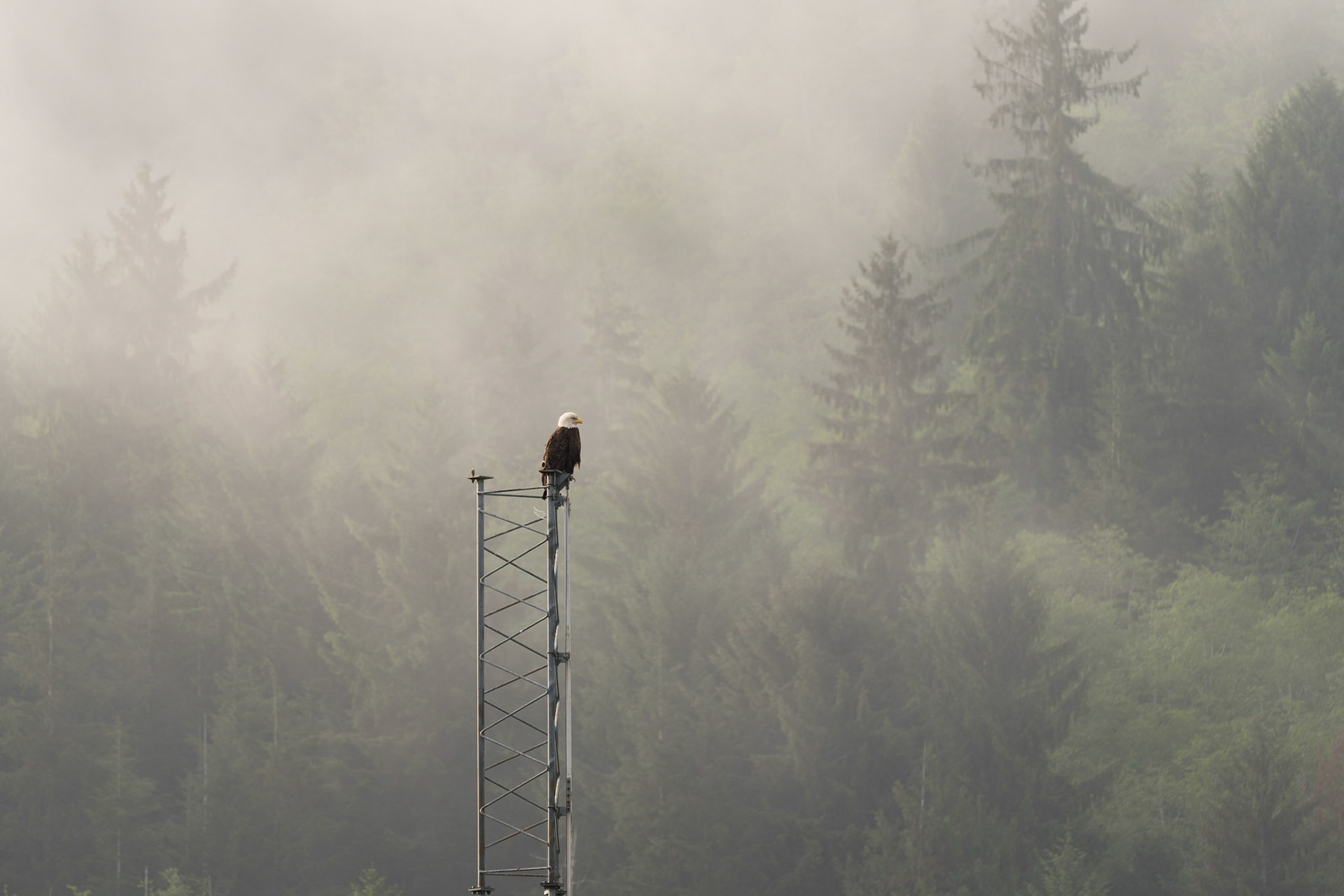 An eagle waits, and watches.