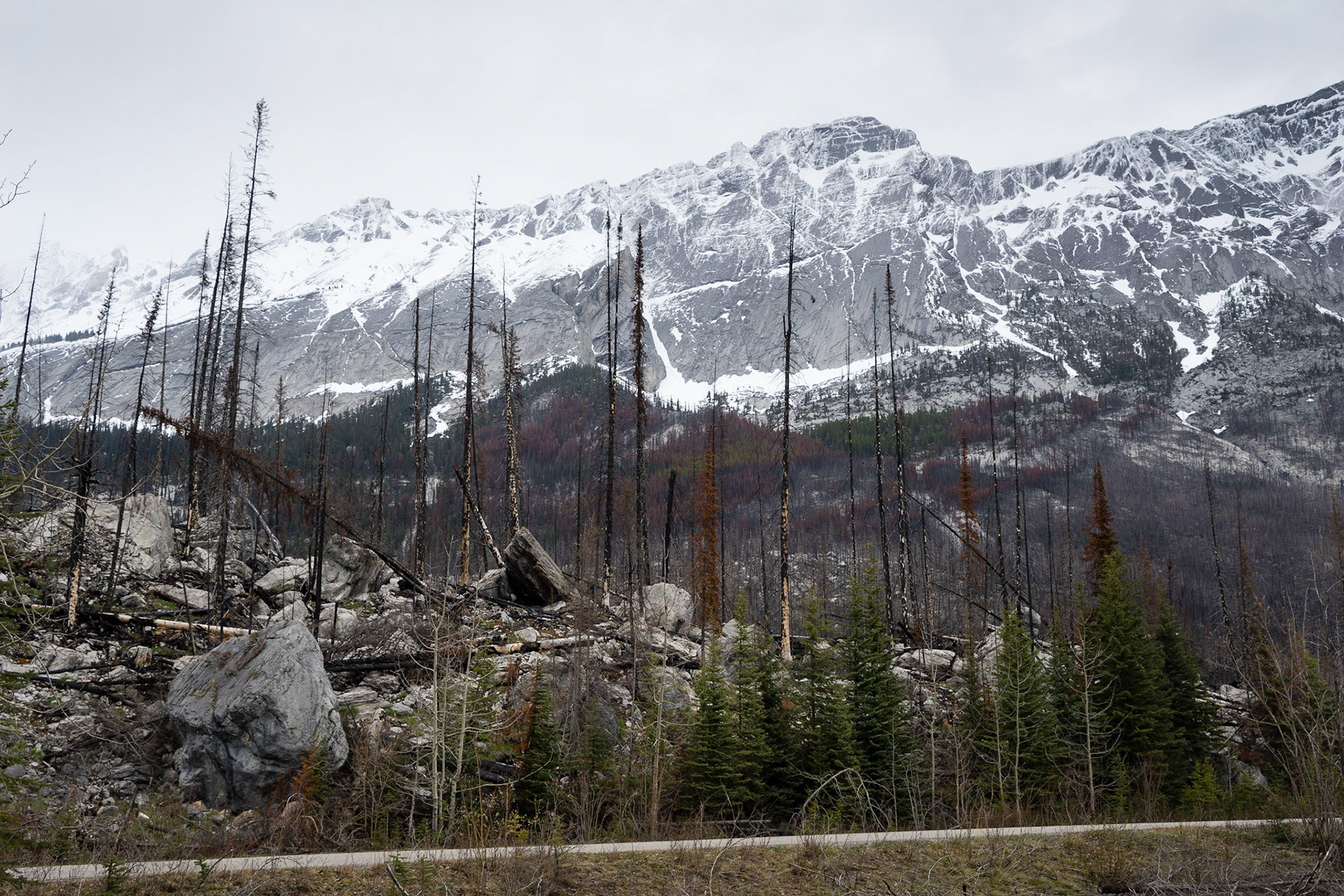 Burnt tree trunks, and vertical cliffs. Medicine Lake, AB.