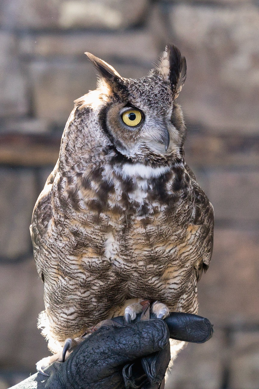 Owl, Columbia Gorge Discovery Centre, OR.